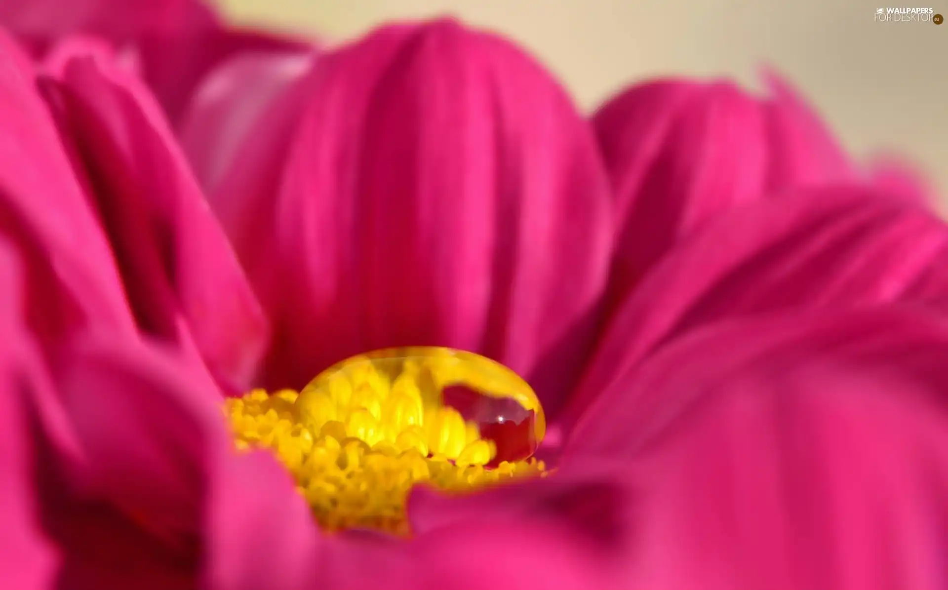 droplets, Pink, Colourfull Flowers