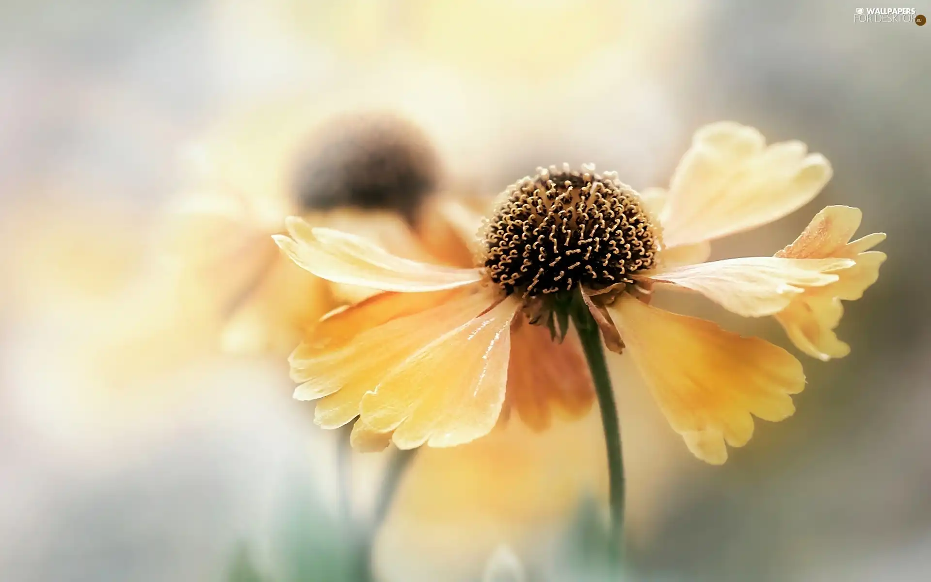 Helenium, Yellow, Colourfull Flowers