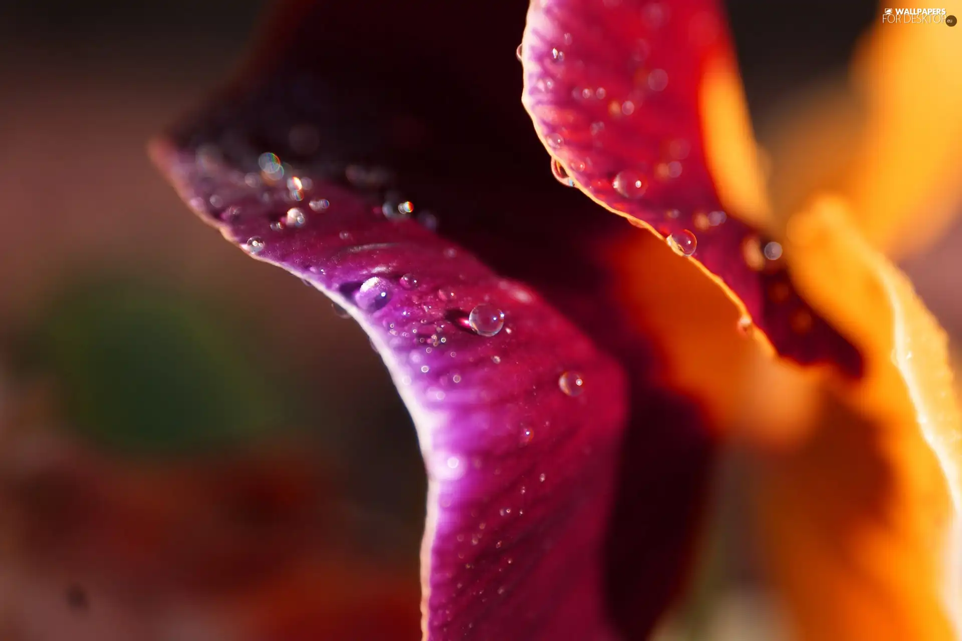 evening, flakes, Colourfull Flowers