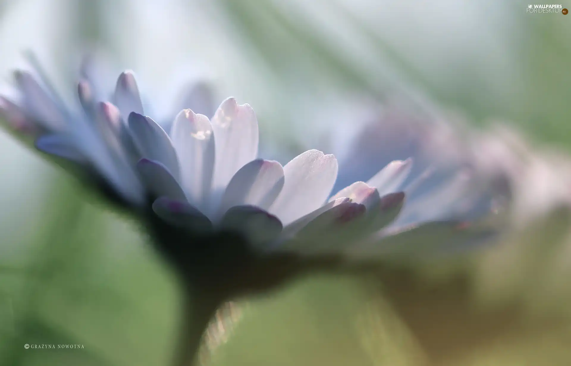 flakes, daisies, Colourfull Flowers