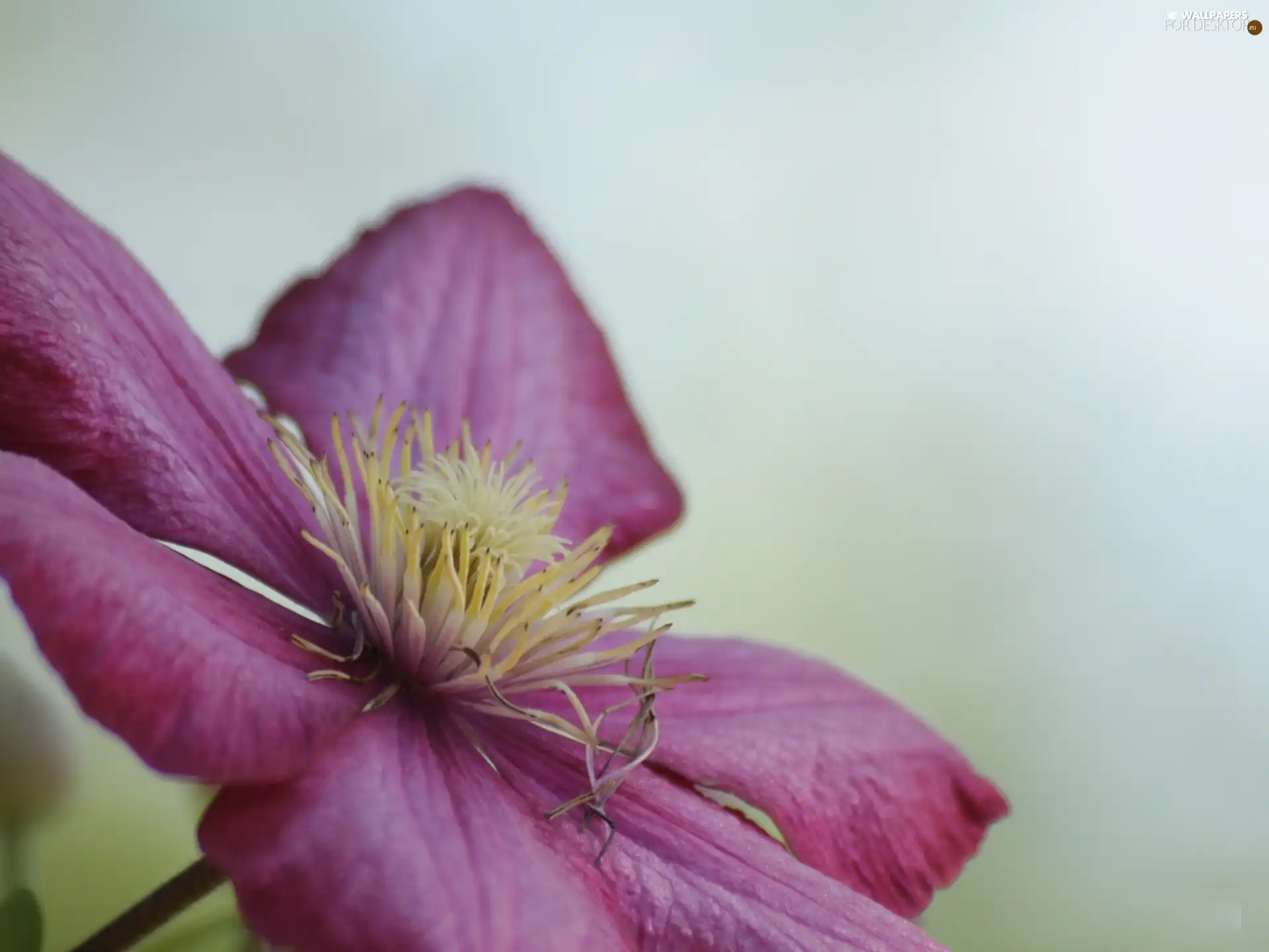 flakes, Pink, Colourfull Flowers