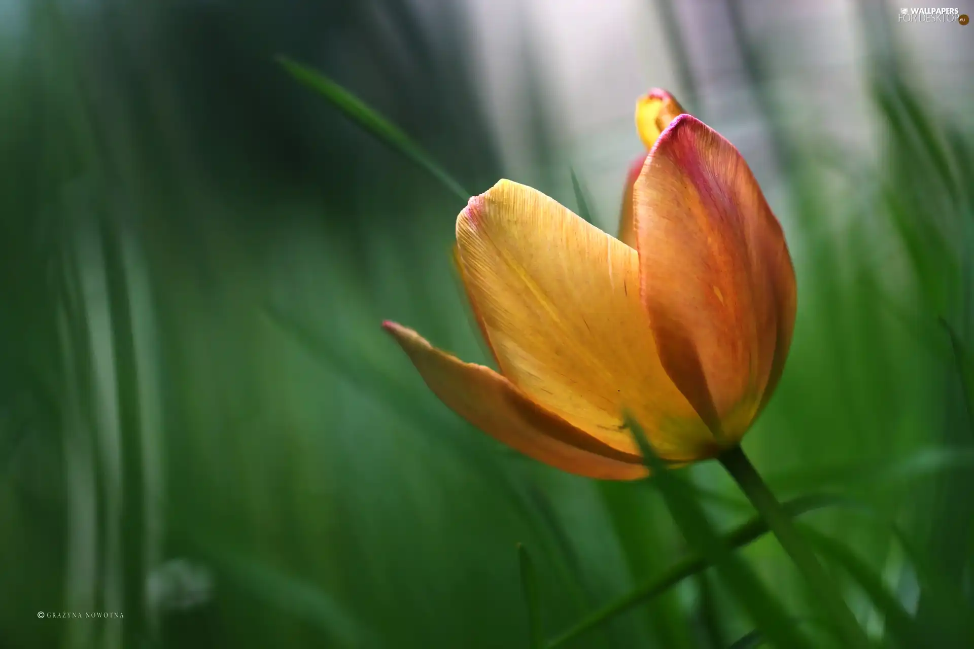 flakes, tulip, Colourfull Flowers