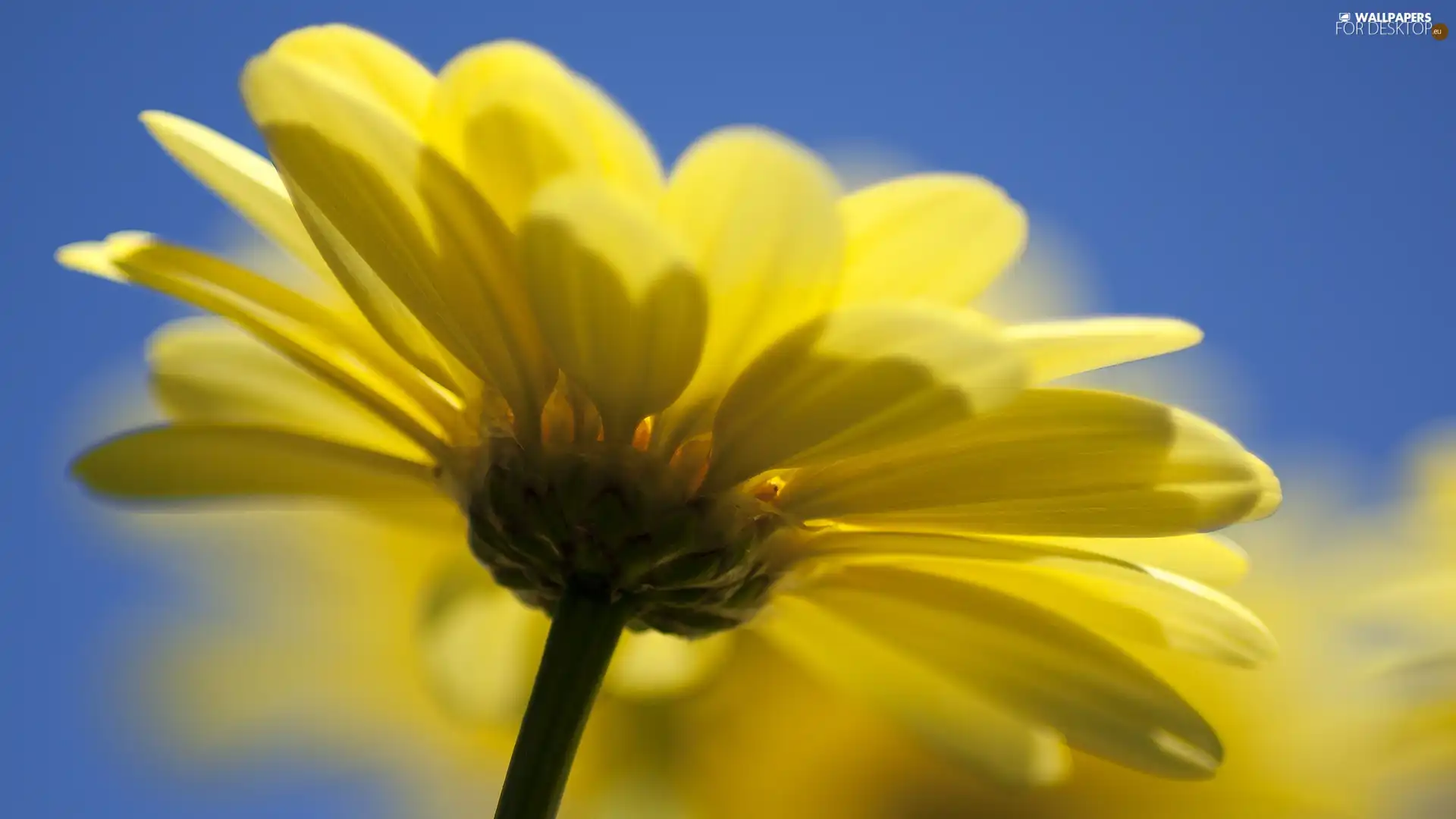 flakes, Yellow, Colourfull Flowers