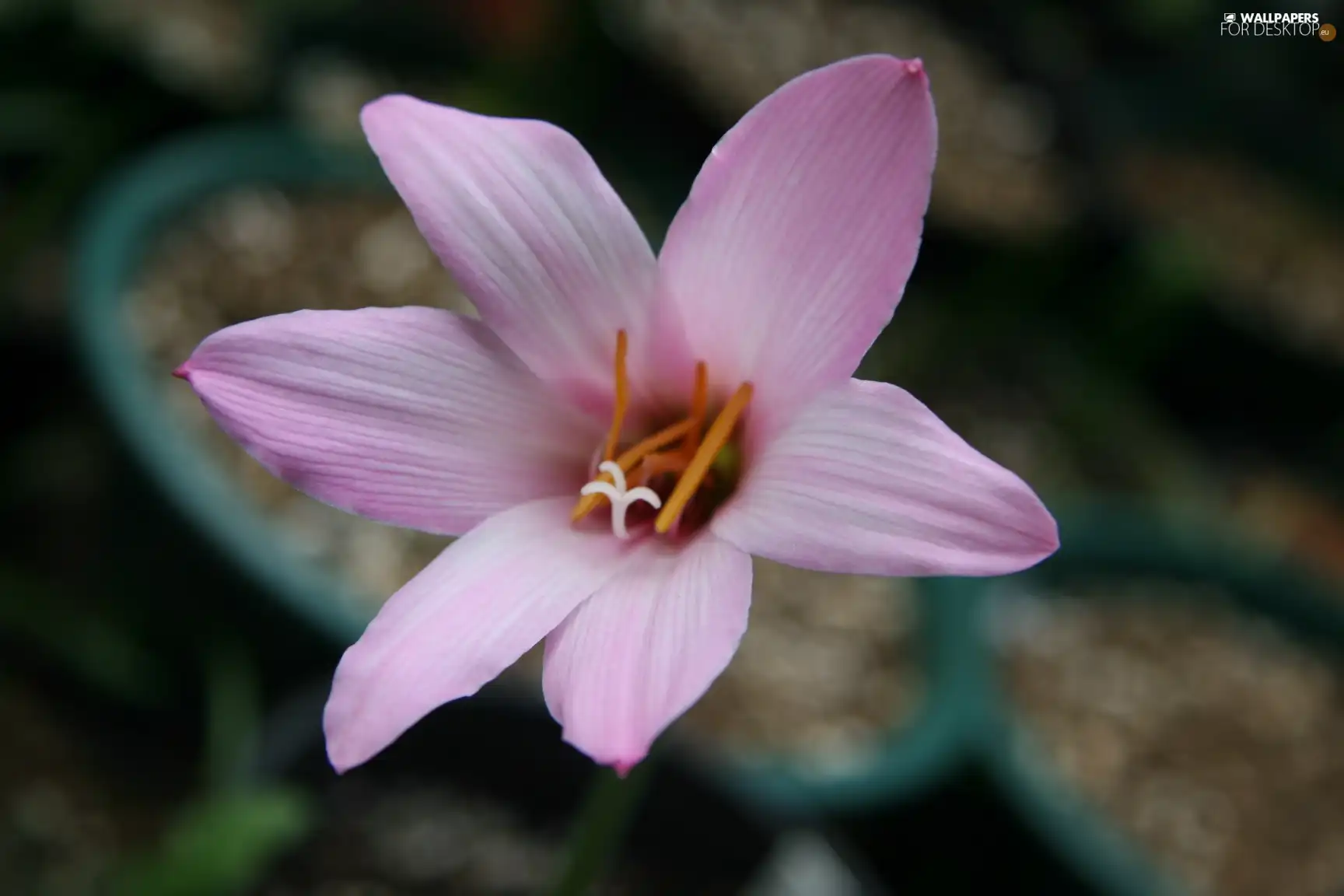 Colourfull Flowers
