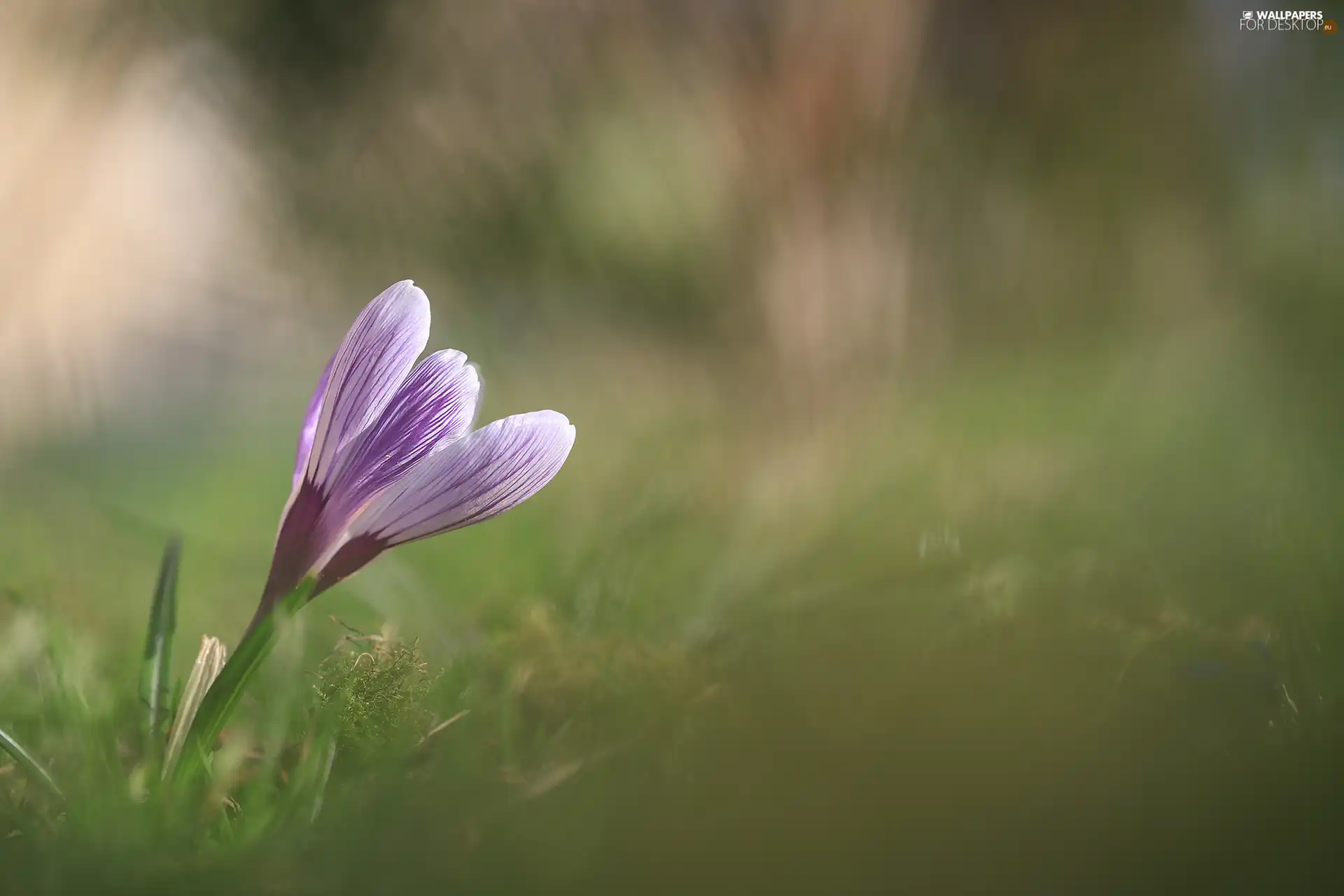 lilac, Colourfull Flowers, leaning, crocus