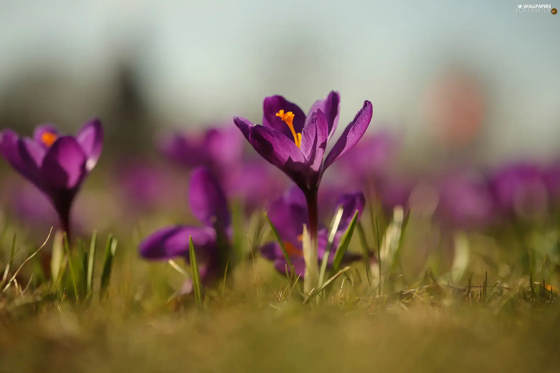 Violet, Colourfull Flowers, rapprochement, crocus