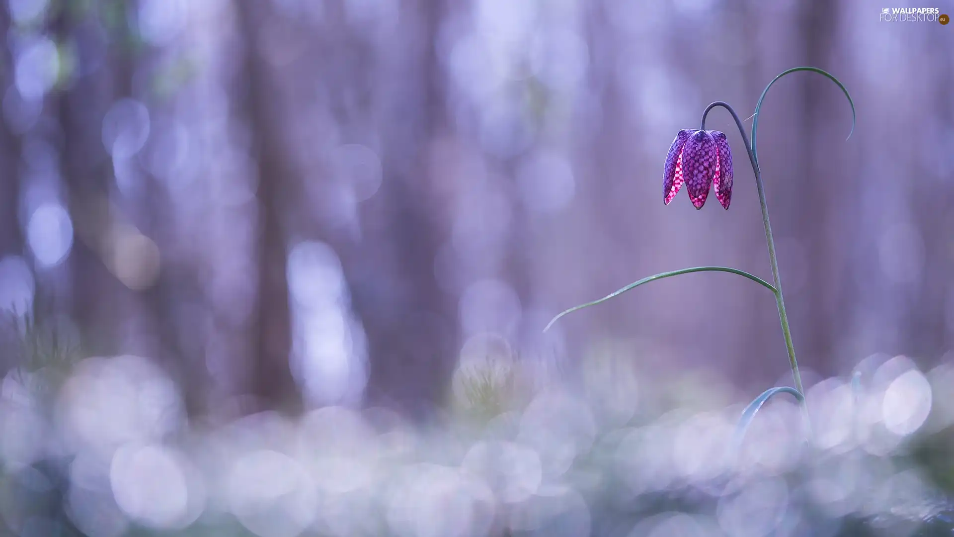 blur, Colourfull Flowers, Fritillaria meleagris