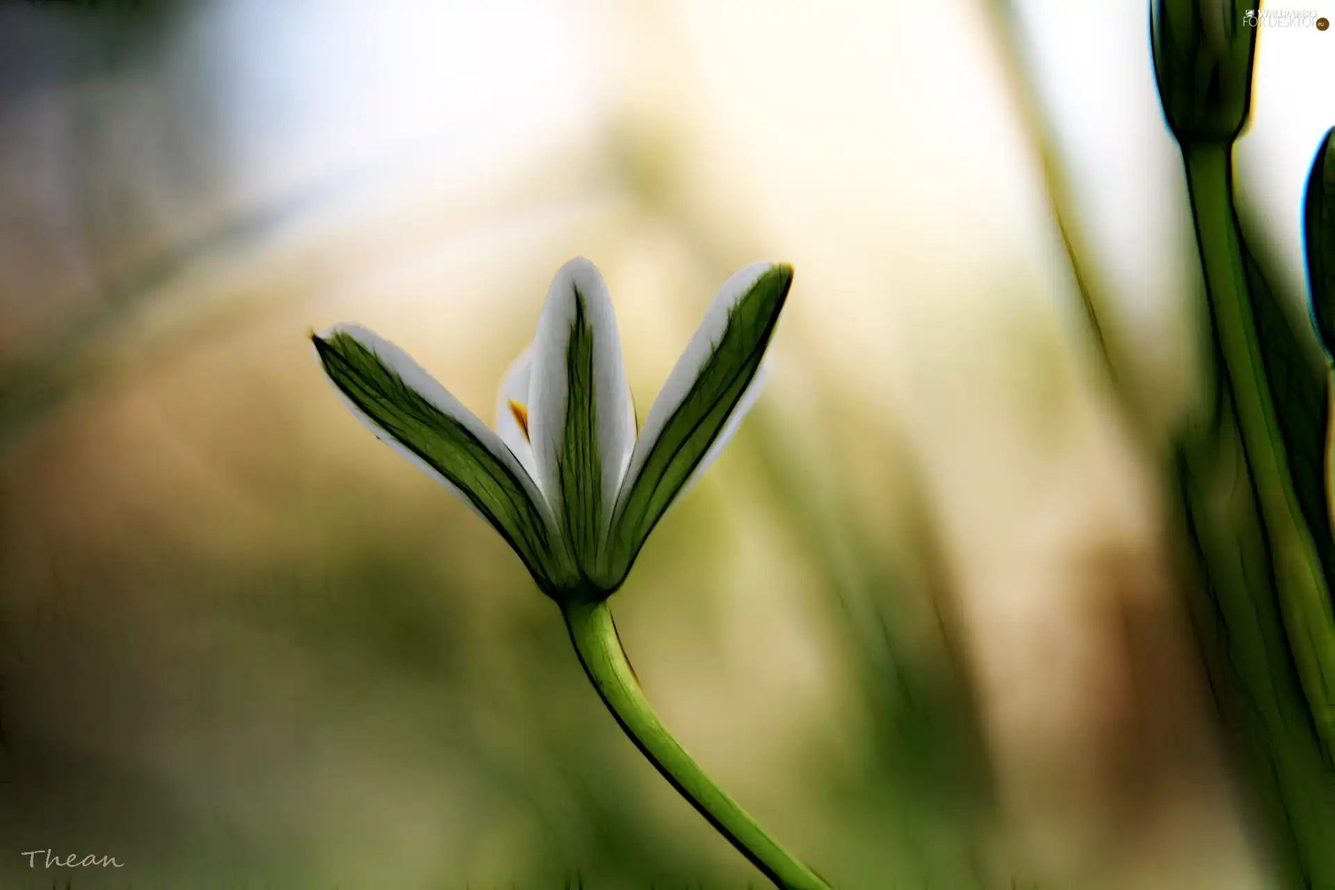 Fractalius, White, Colourfull Flowers