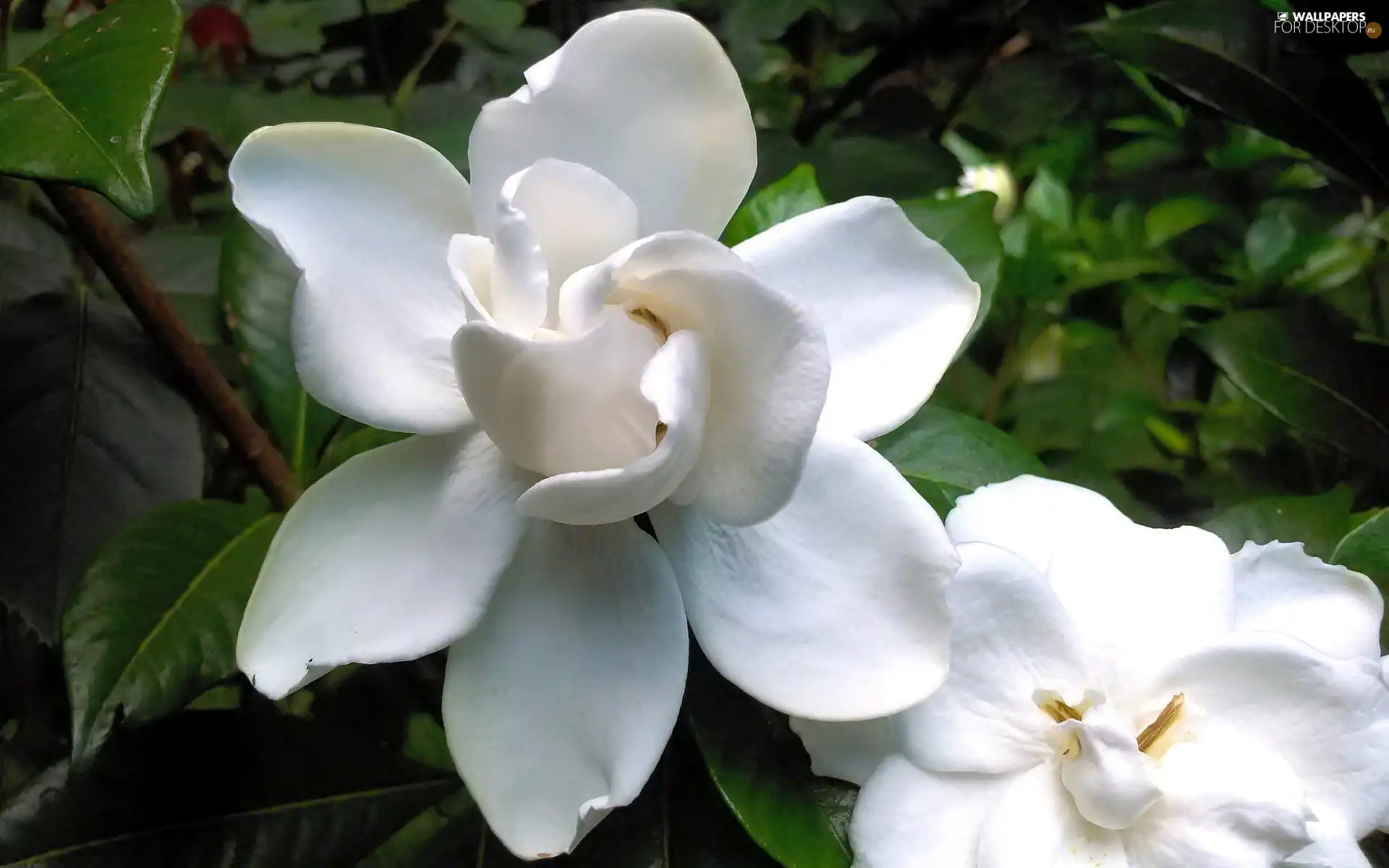 Gardenia, White, Colourfull Flowers