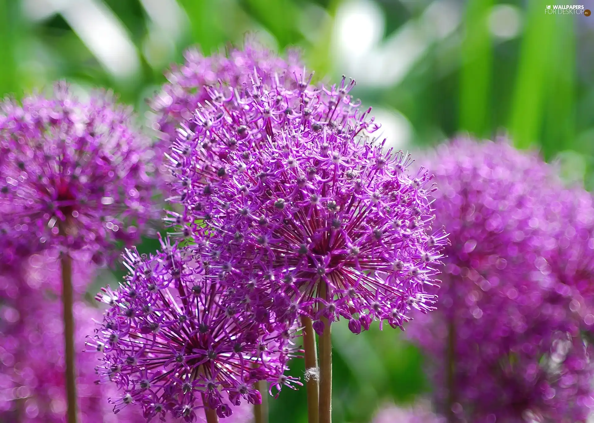 Colourfull Flowers, garlic