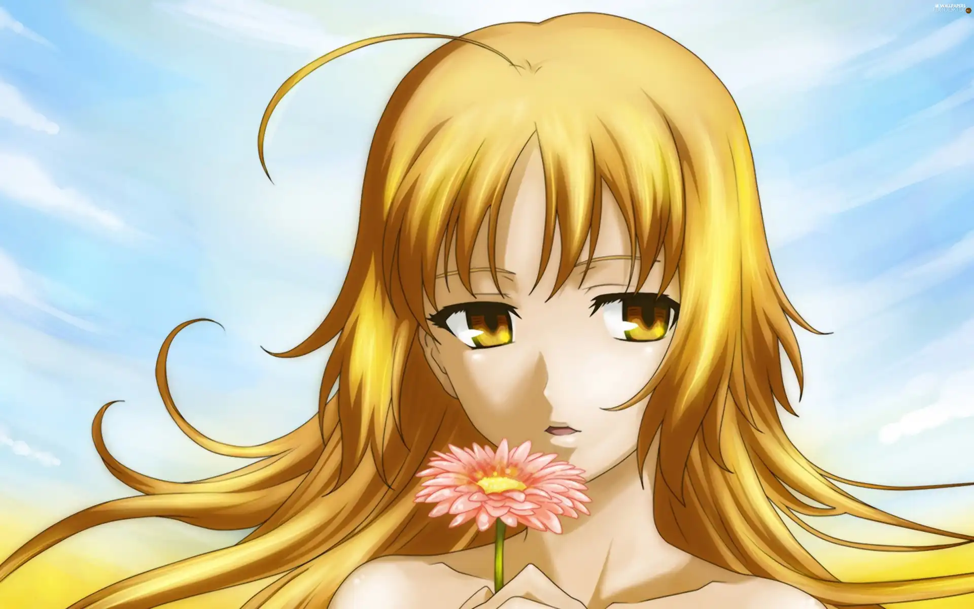 Gerbera, girl, Colourfull Flowers