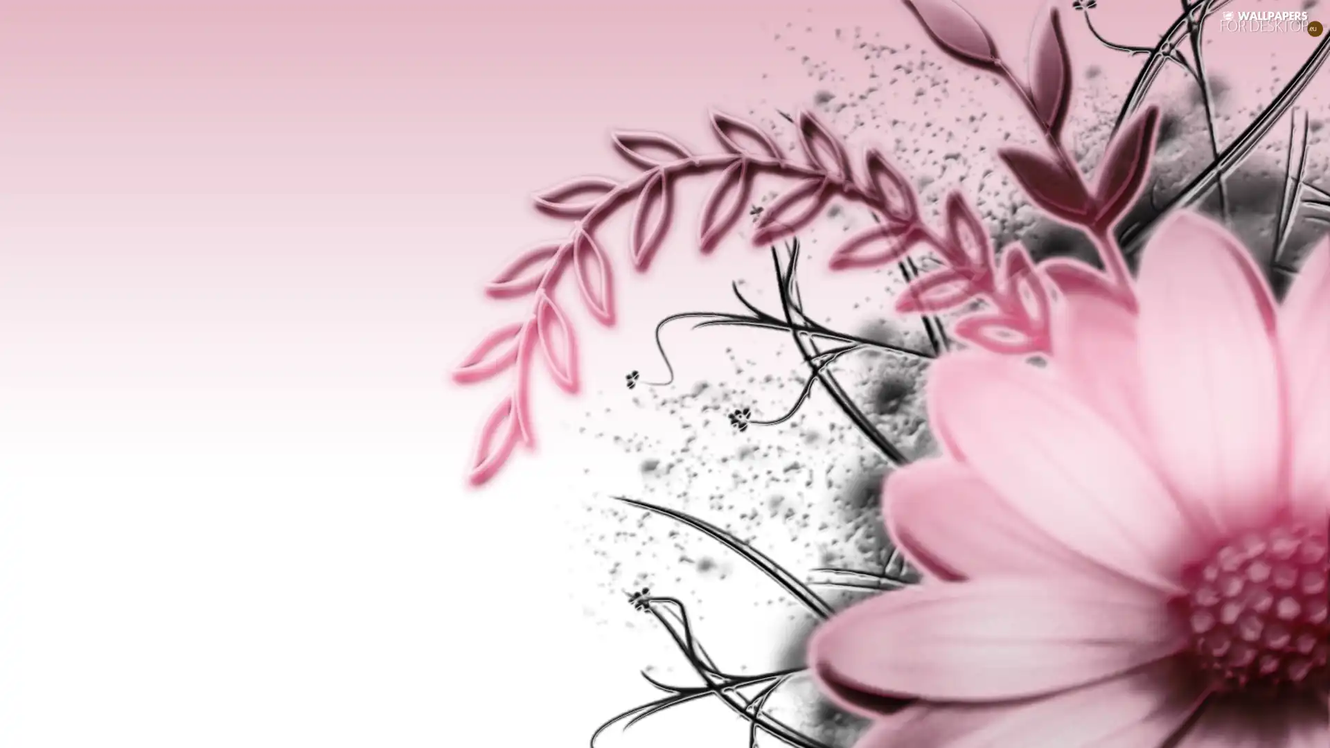 Gerbera, Pink, Colourfull Flowers