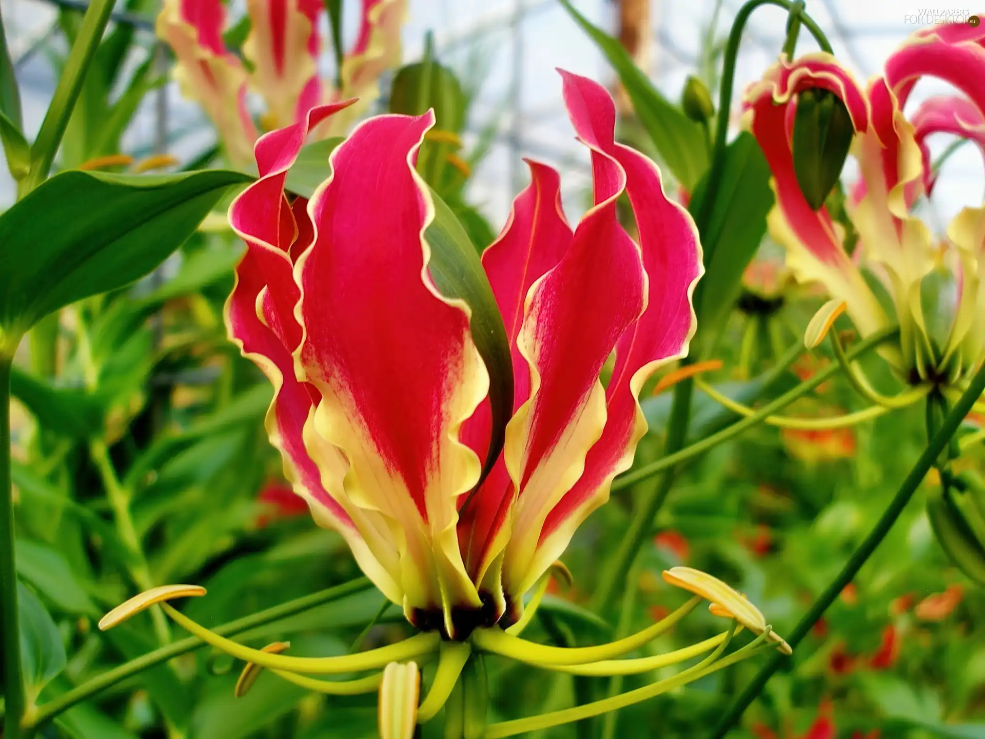 Colourfull Flowers, Gloriosa
