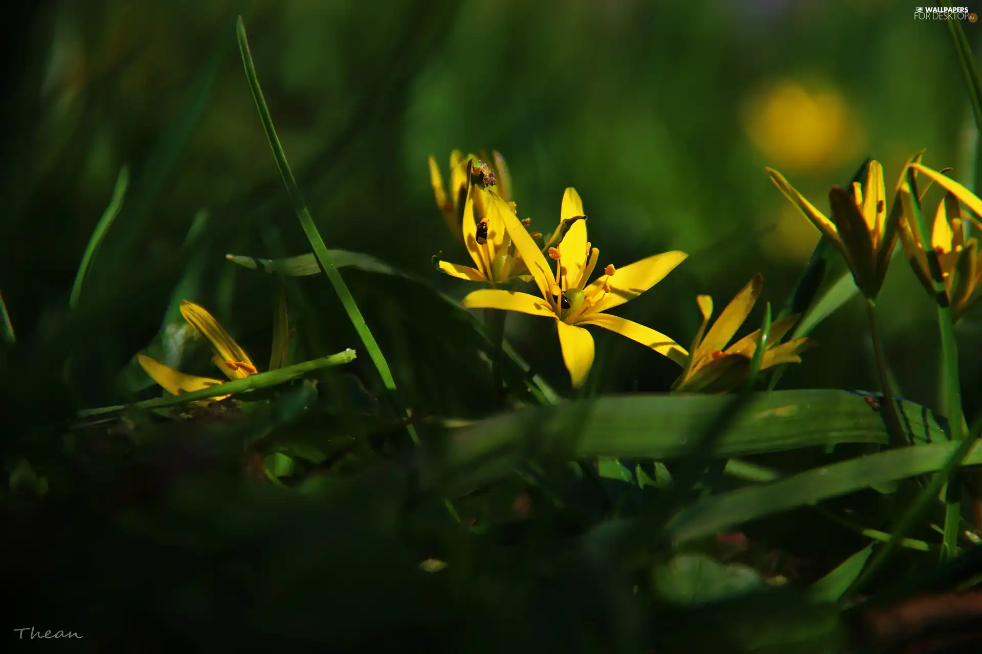 Yellow gold plating, Colourfull Flowers