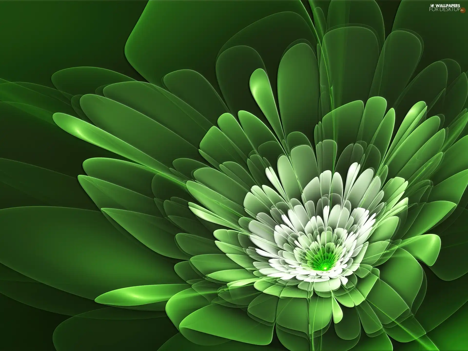 graphics, Green, Colourfull Flowers