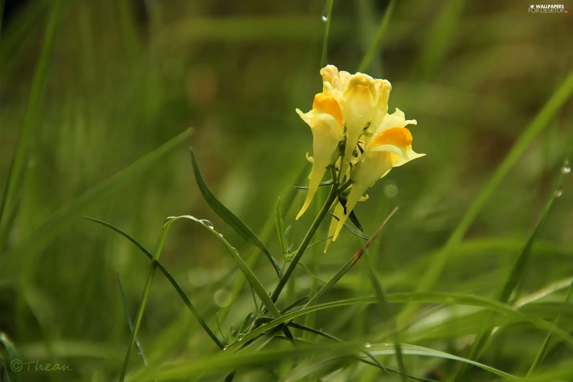 grass, Yellow, Colourfull Flowers