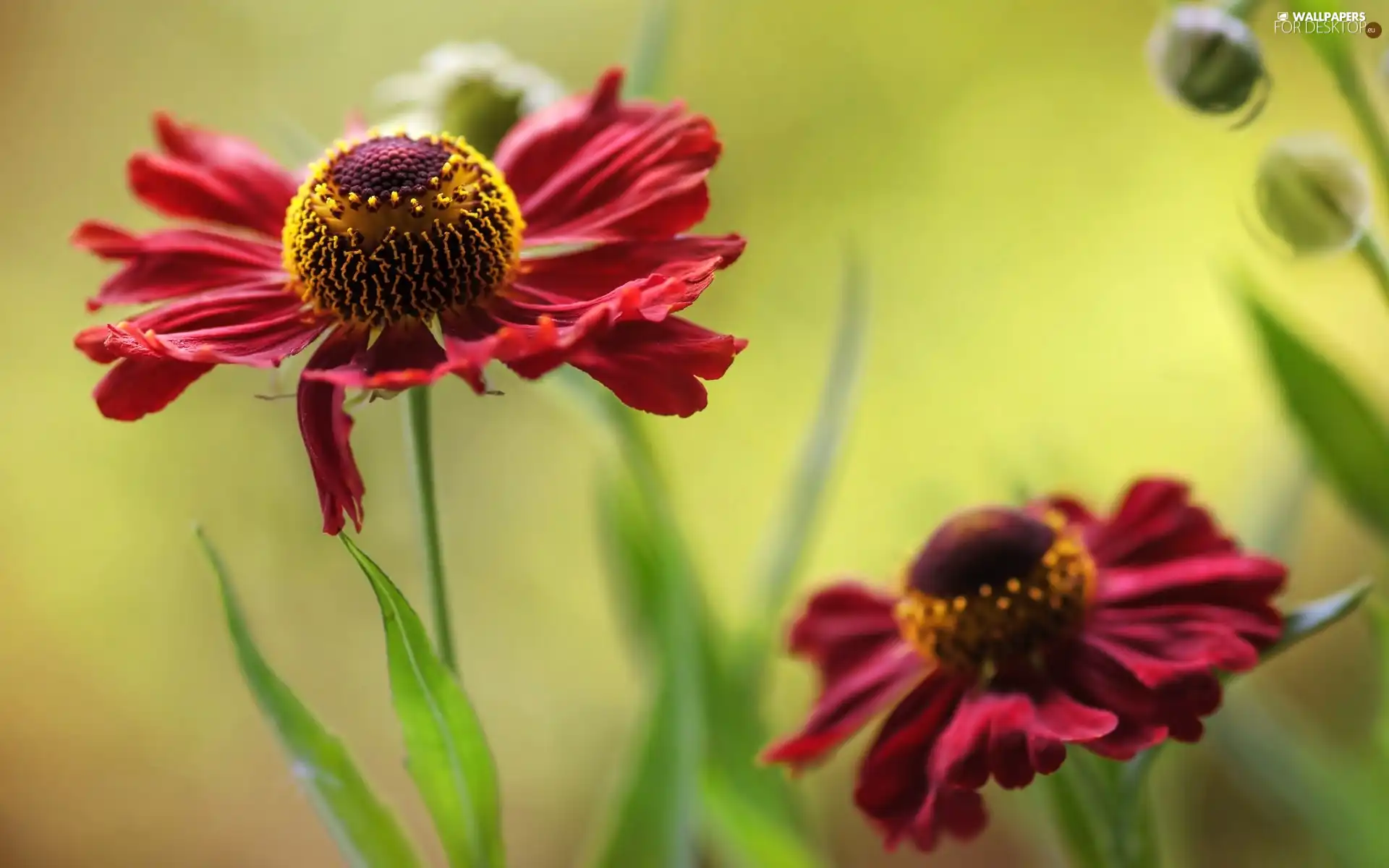Colourfull Flowers, Helenium