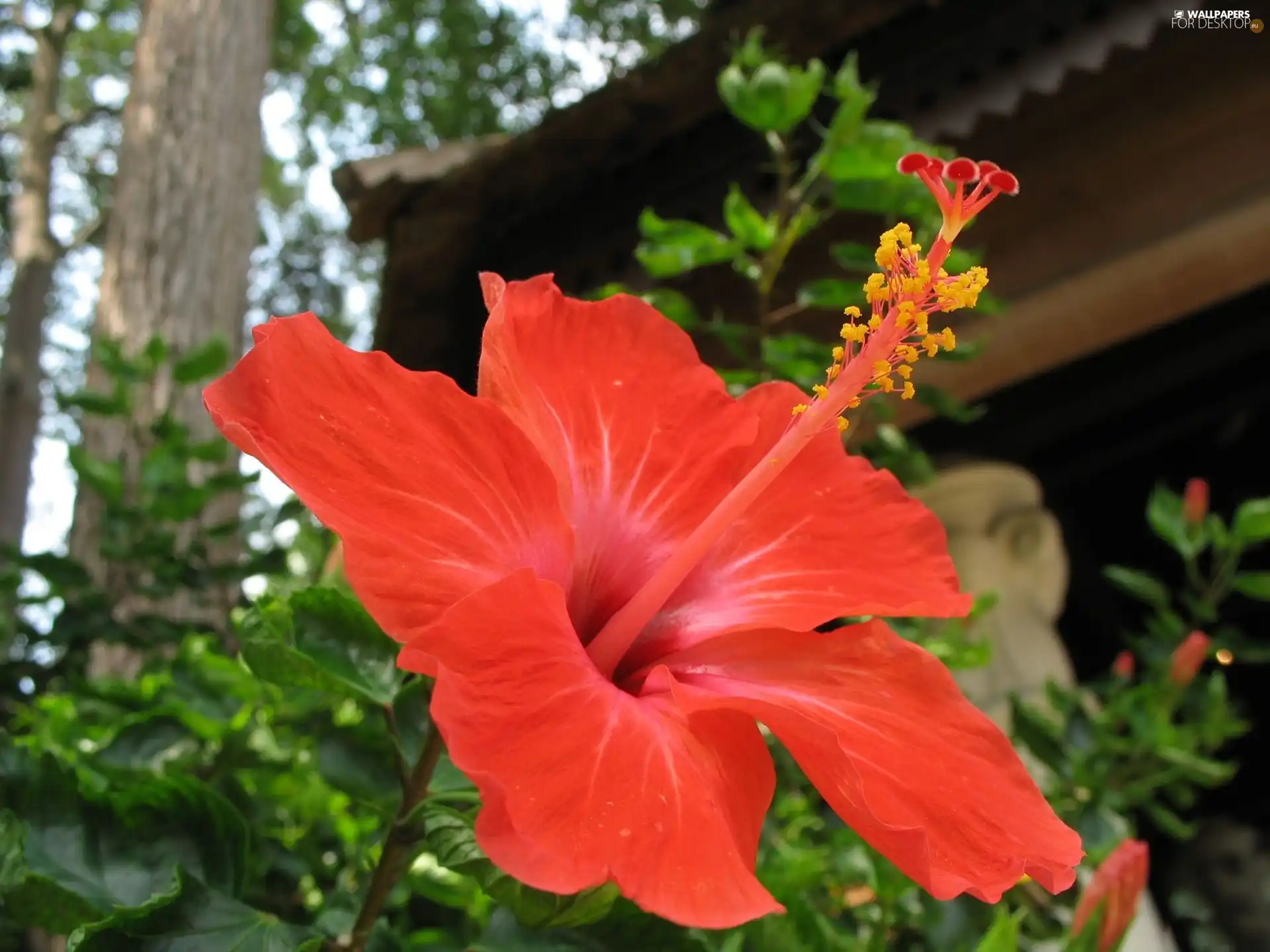 hibiscus, Red, Colourfull Flowers