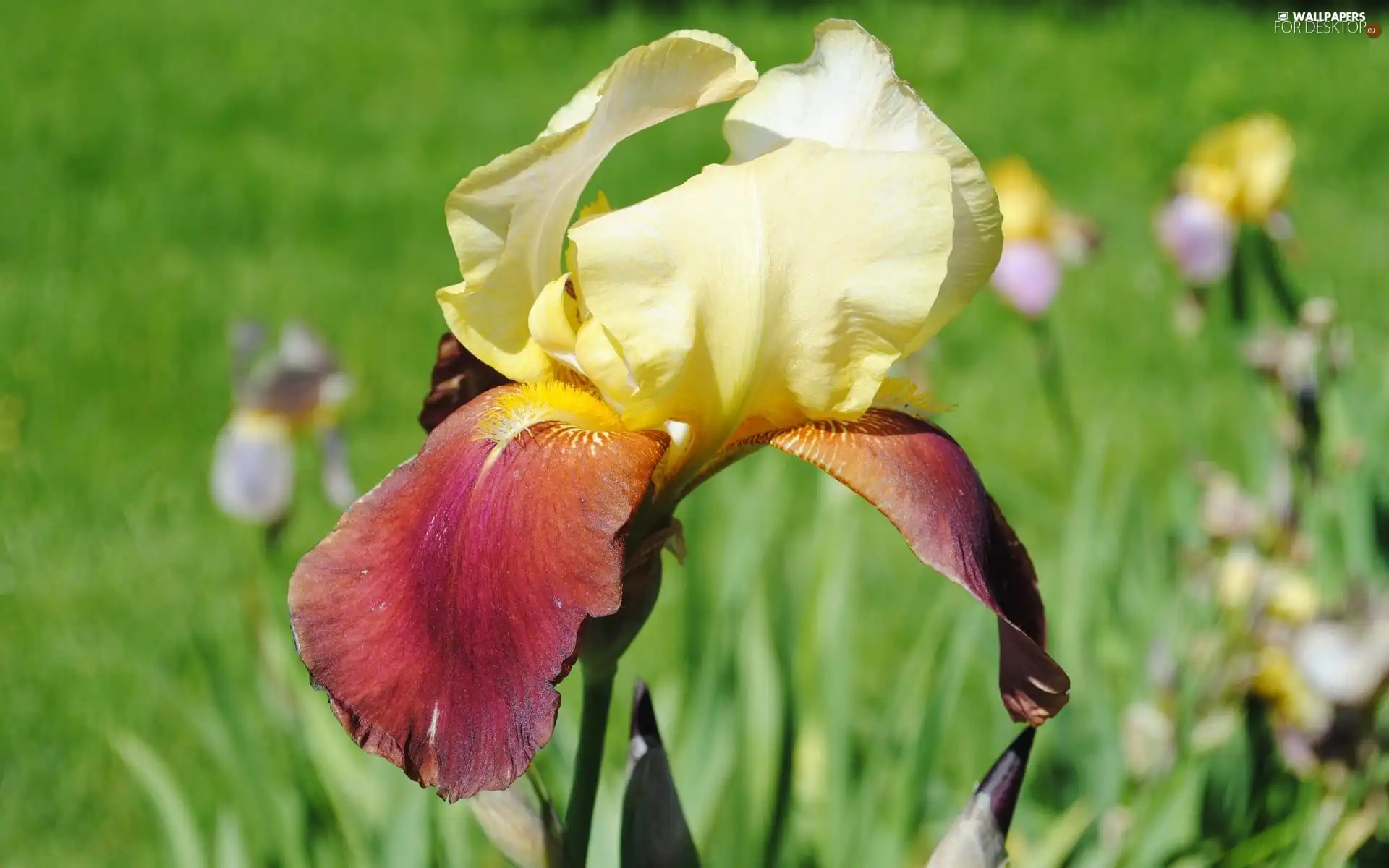 Colourfull Flowers, iris