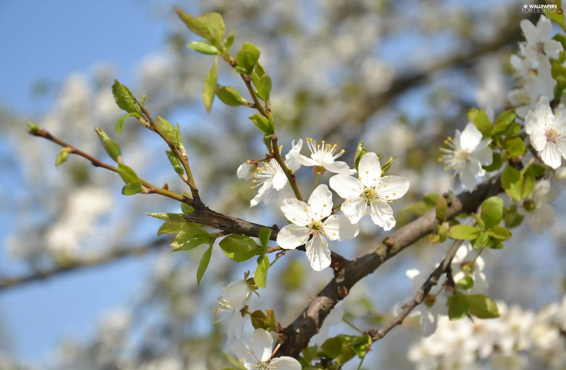 kirsch, White, Colourfull Flowers