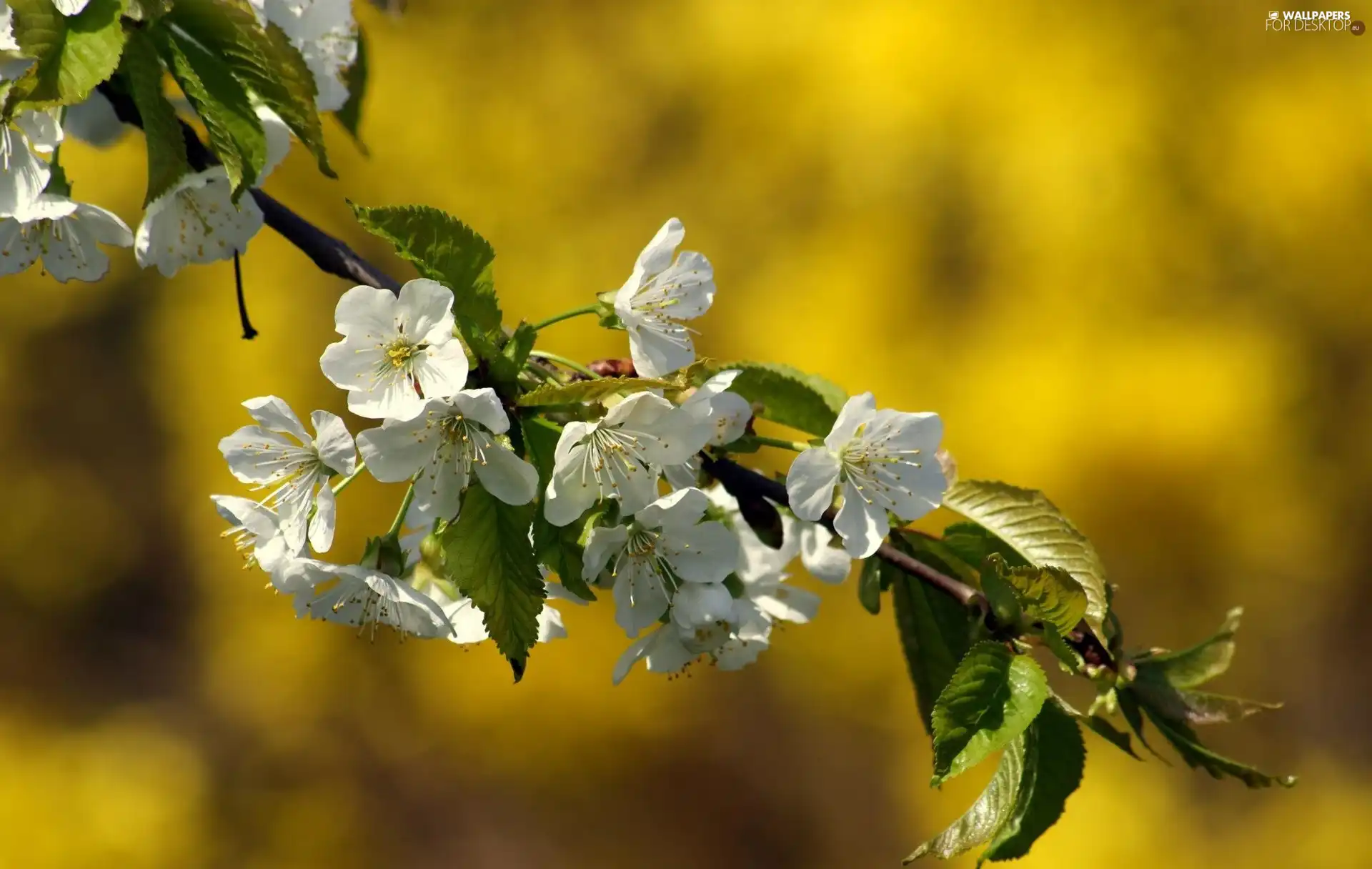 kirsch, White, Colourfull Flowers