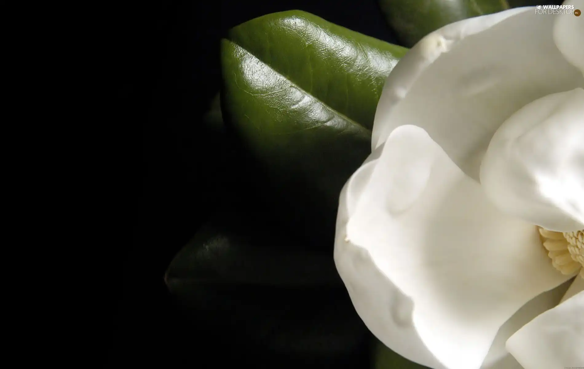 leaf, White, Colourfull Flowers