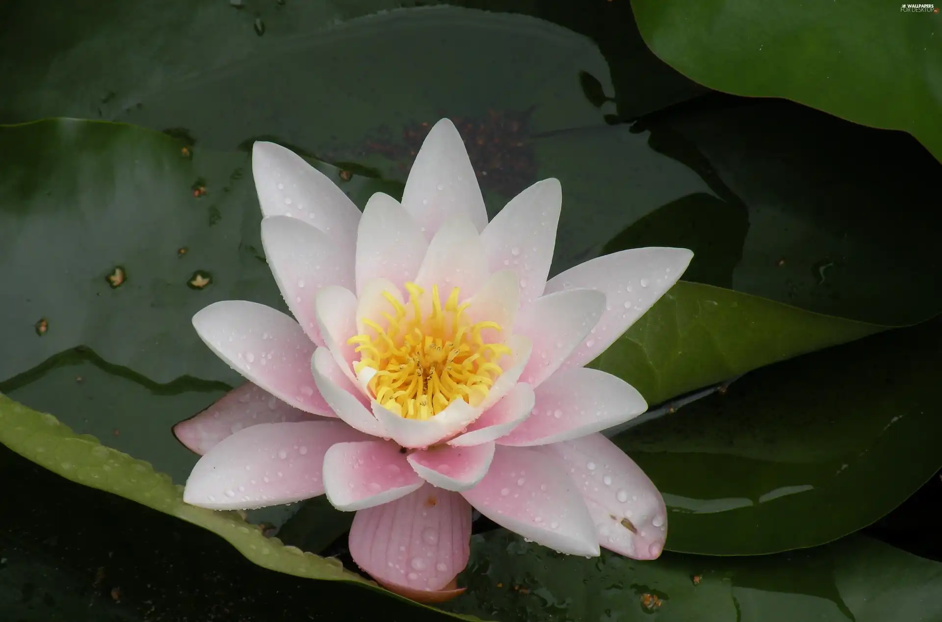 Lily, Leaf, Colourfull Flowers, water