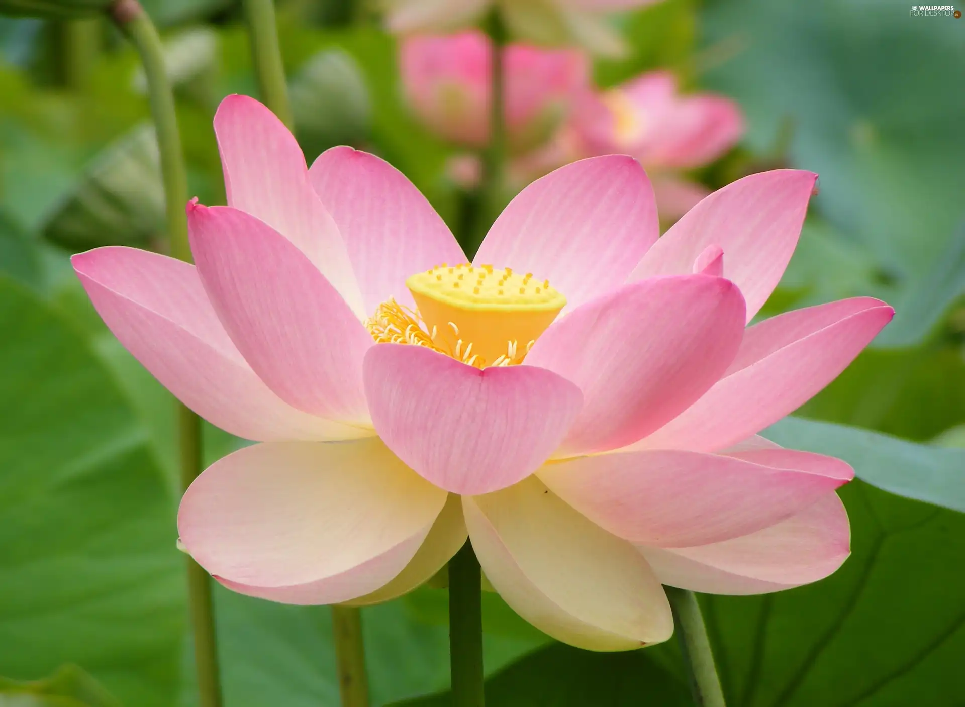 lotus, Pink, Colourfull Flowers