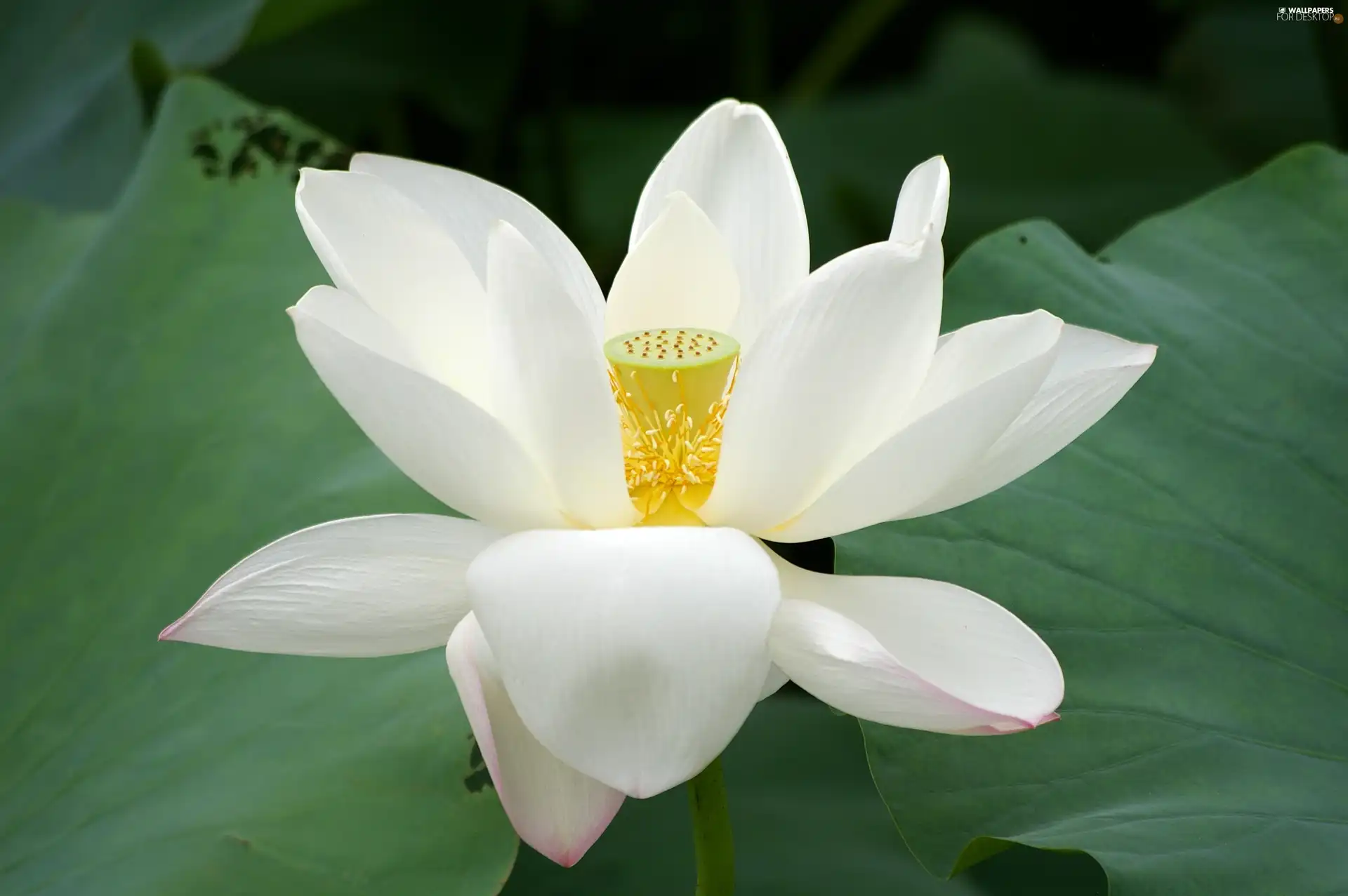 lotus, White, Colourfull Flowers