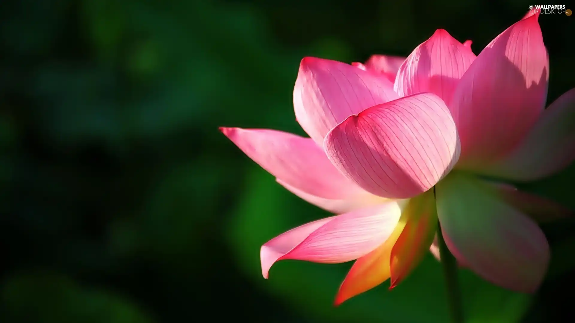 Colourfull Flowers, lotus