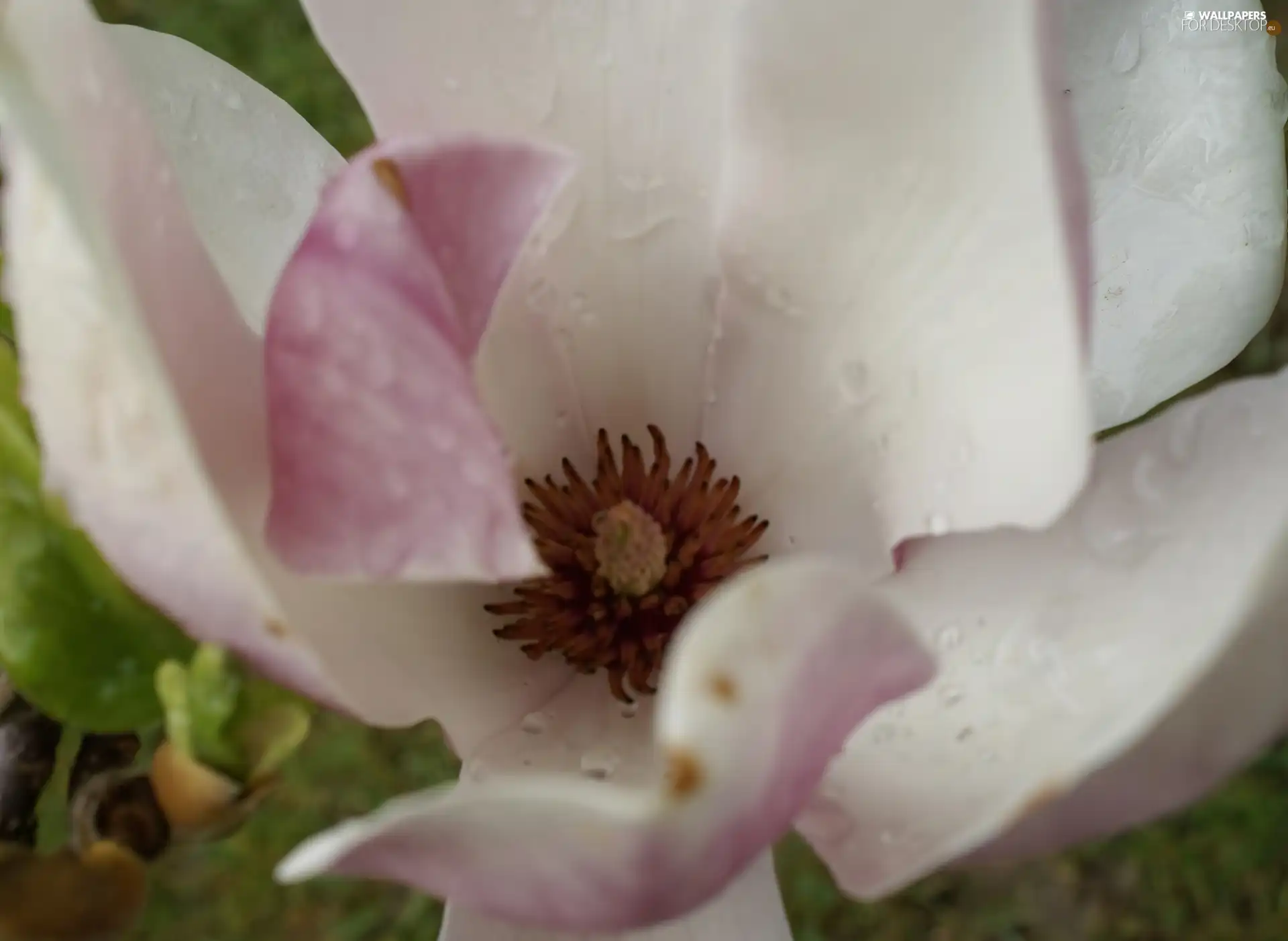 Colourfull Flowers, Magnolii