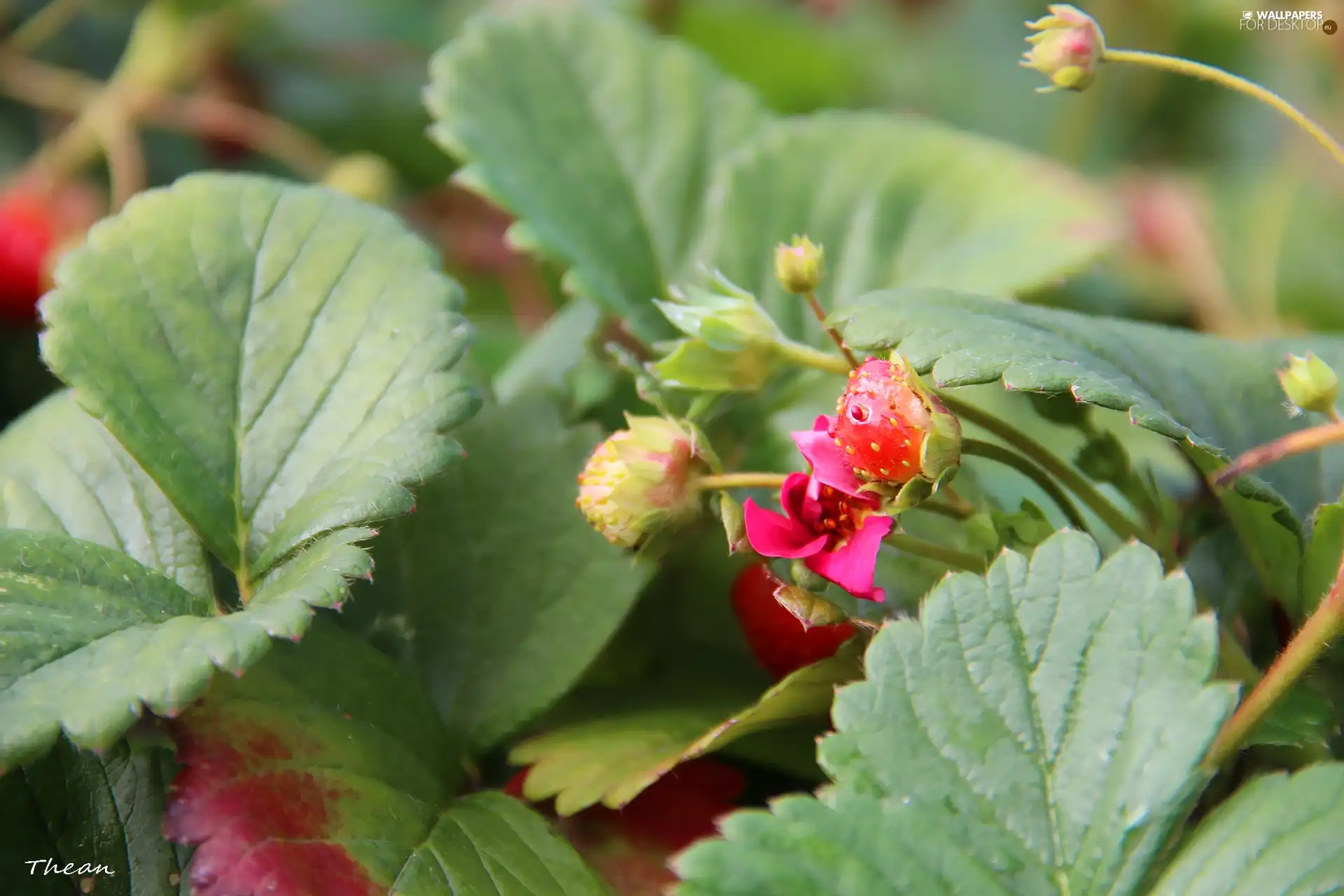 maturing, Pink, Colourfull Flowers, strawberries