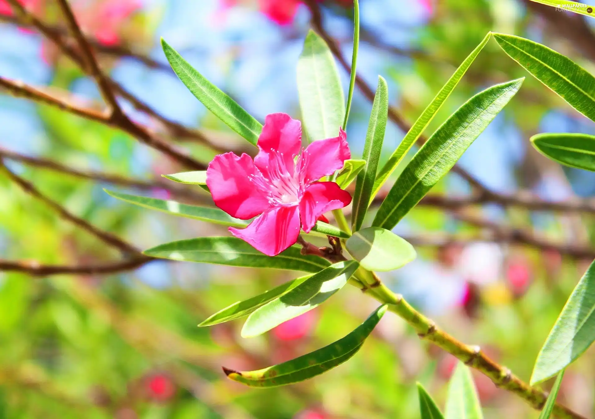 oleander, Pink, Colourfull Flowers