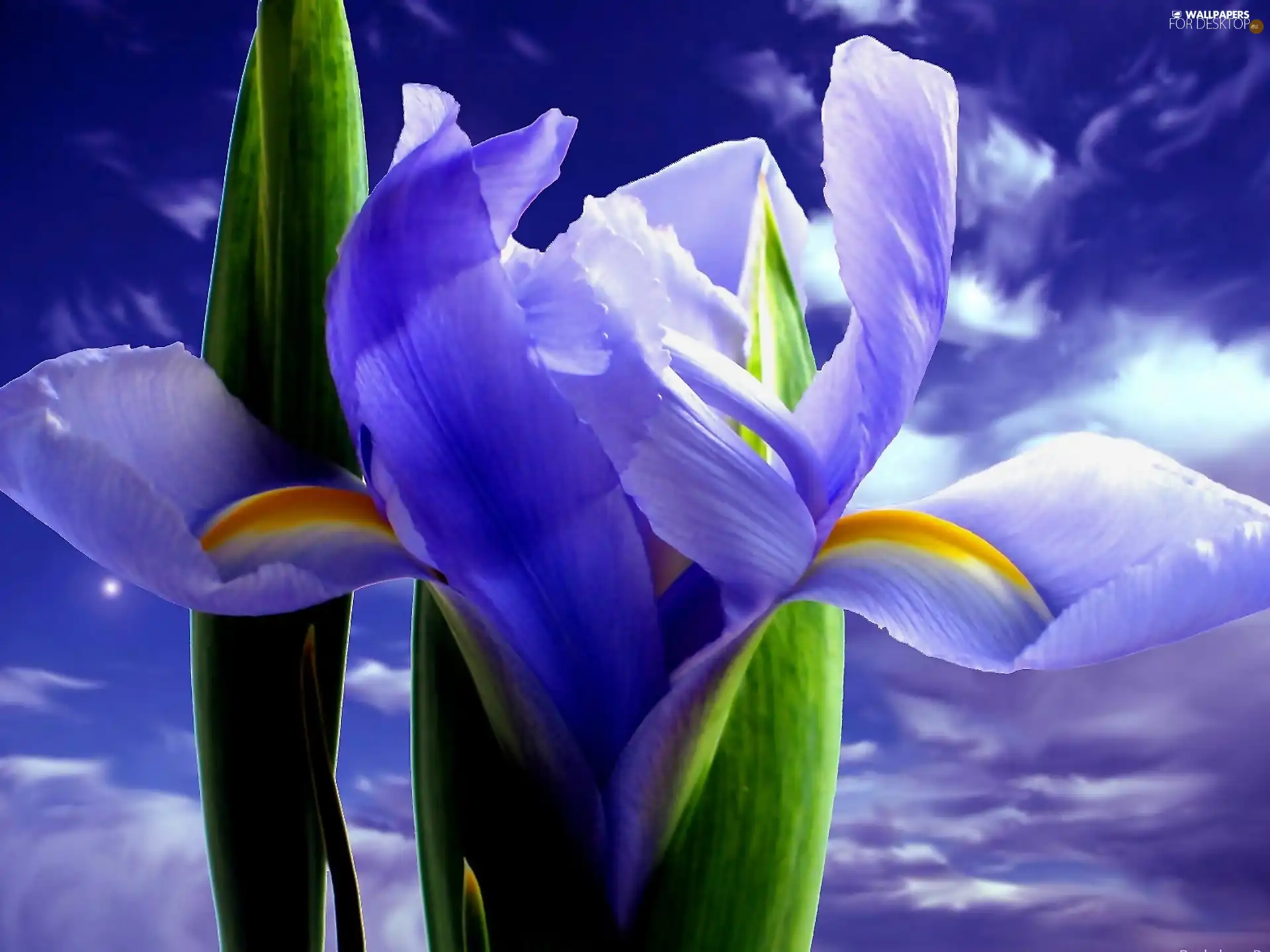 Colourfull Flowers, iris