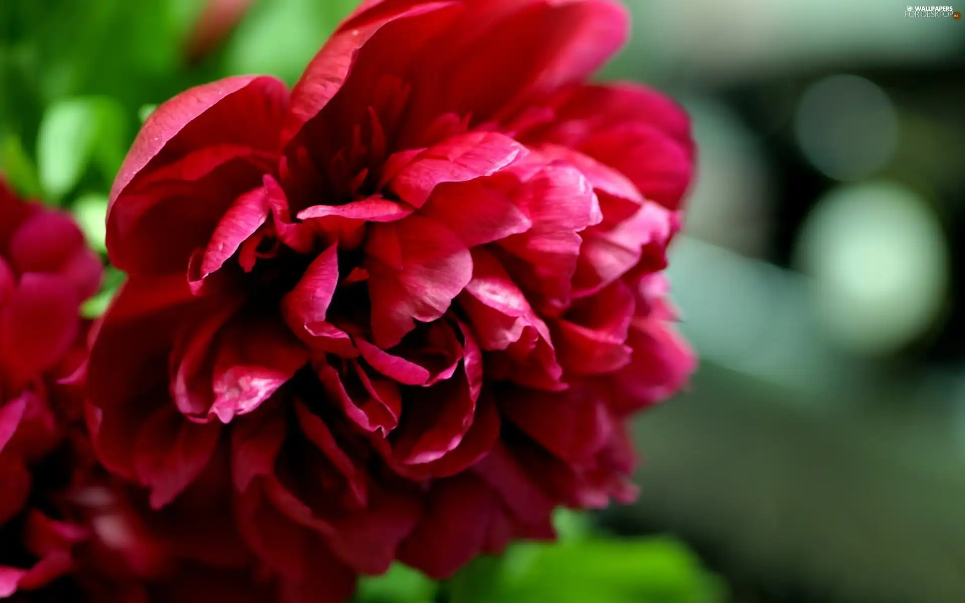 Colourfull Flowers, peony