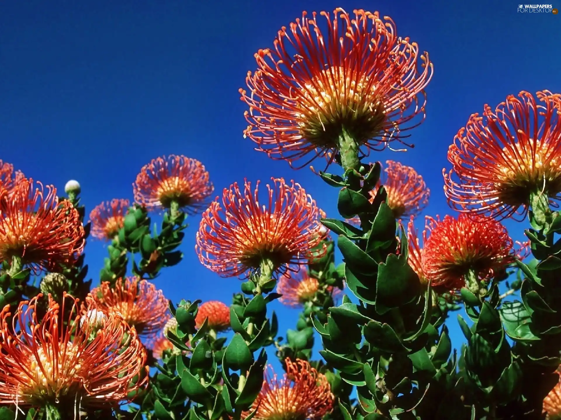 Protea, exotic, Colourfull Flowers