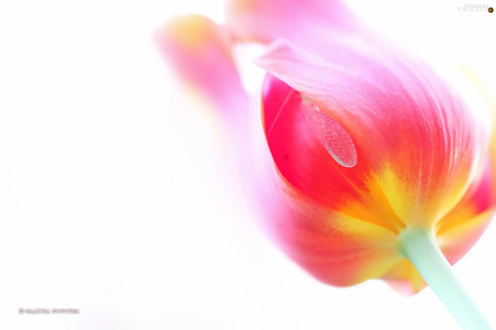 Red, tulip, Colourfull Flowers