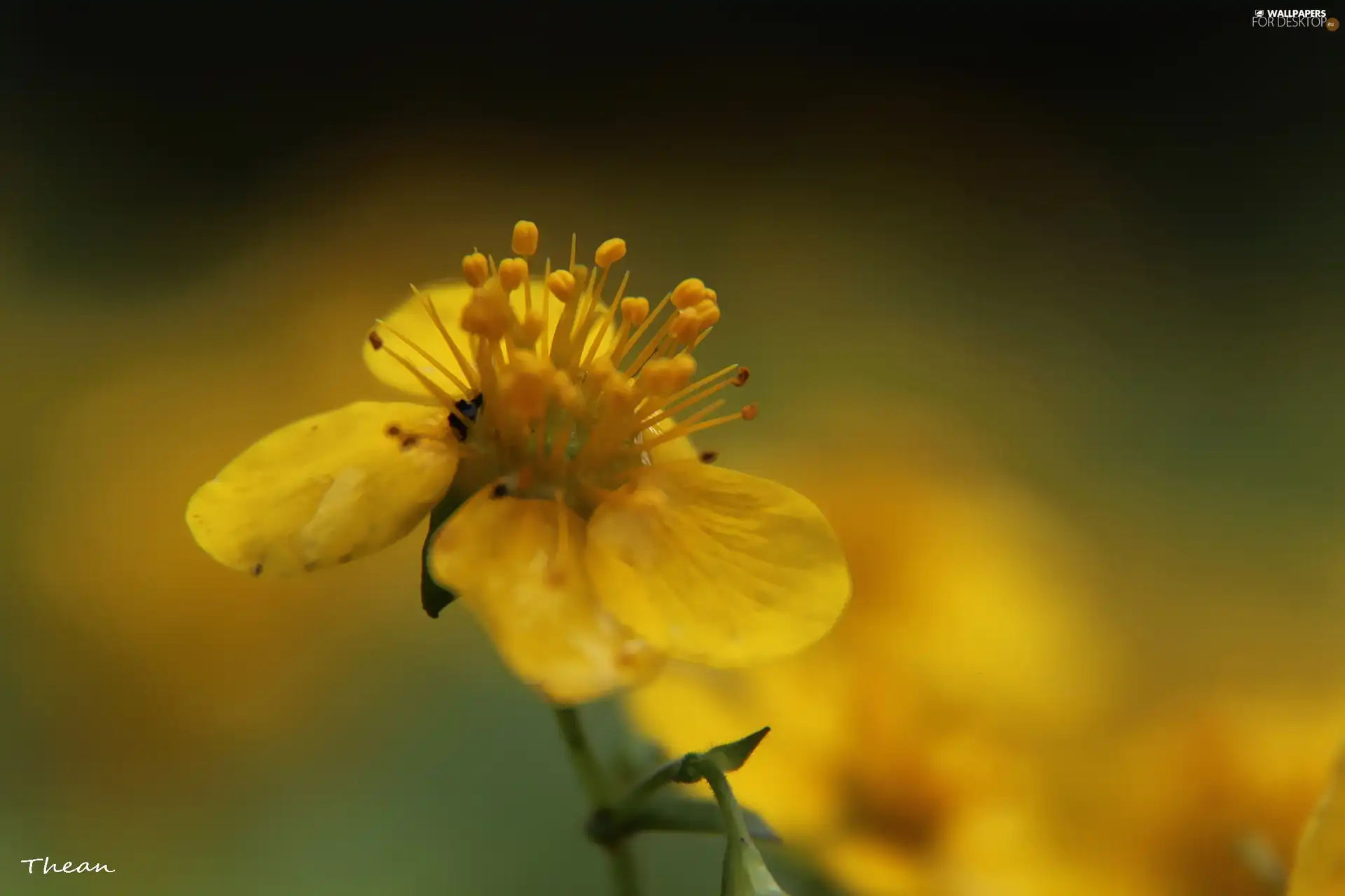 rods, Yellow, Colourfull Flowers