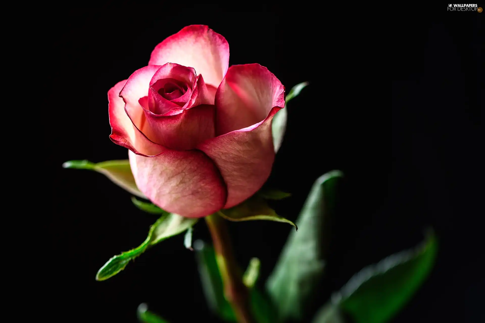 Colourfull Flowers, rose