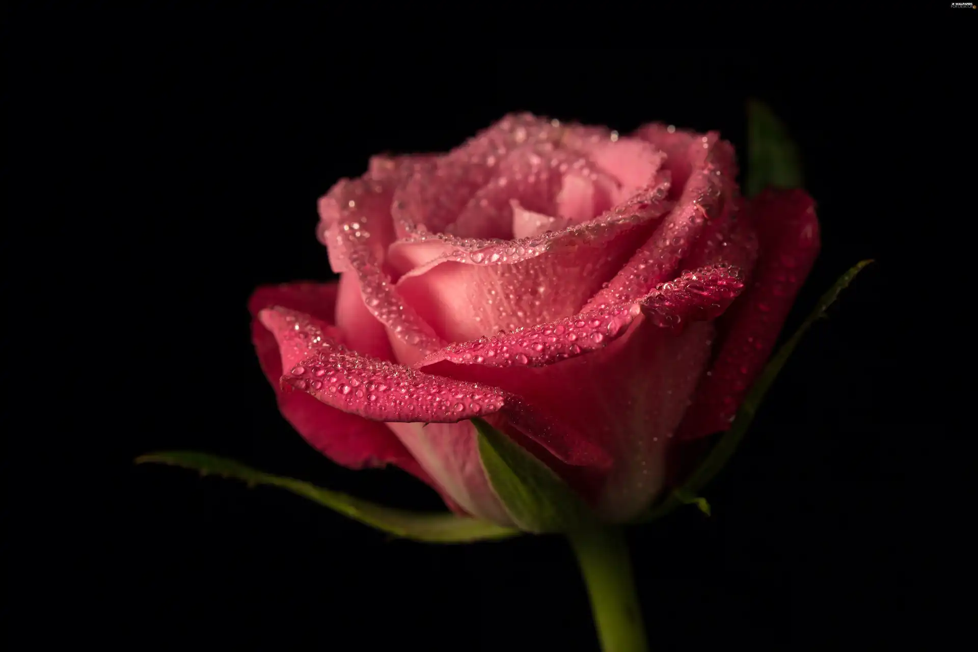 Colourfull Flowers, rose