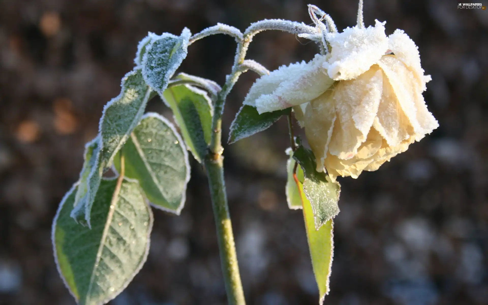 rose, Frozen, Colourfull Flowers