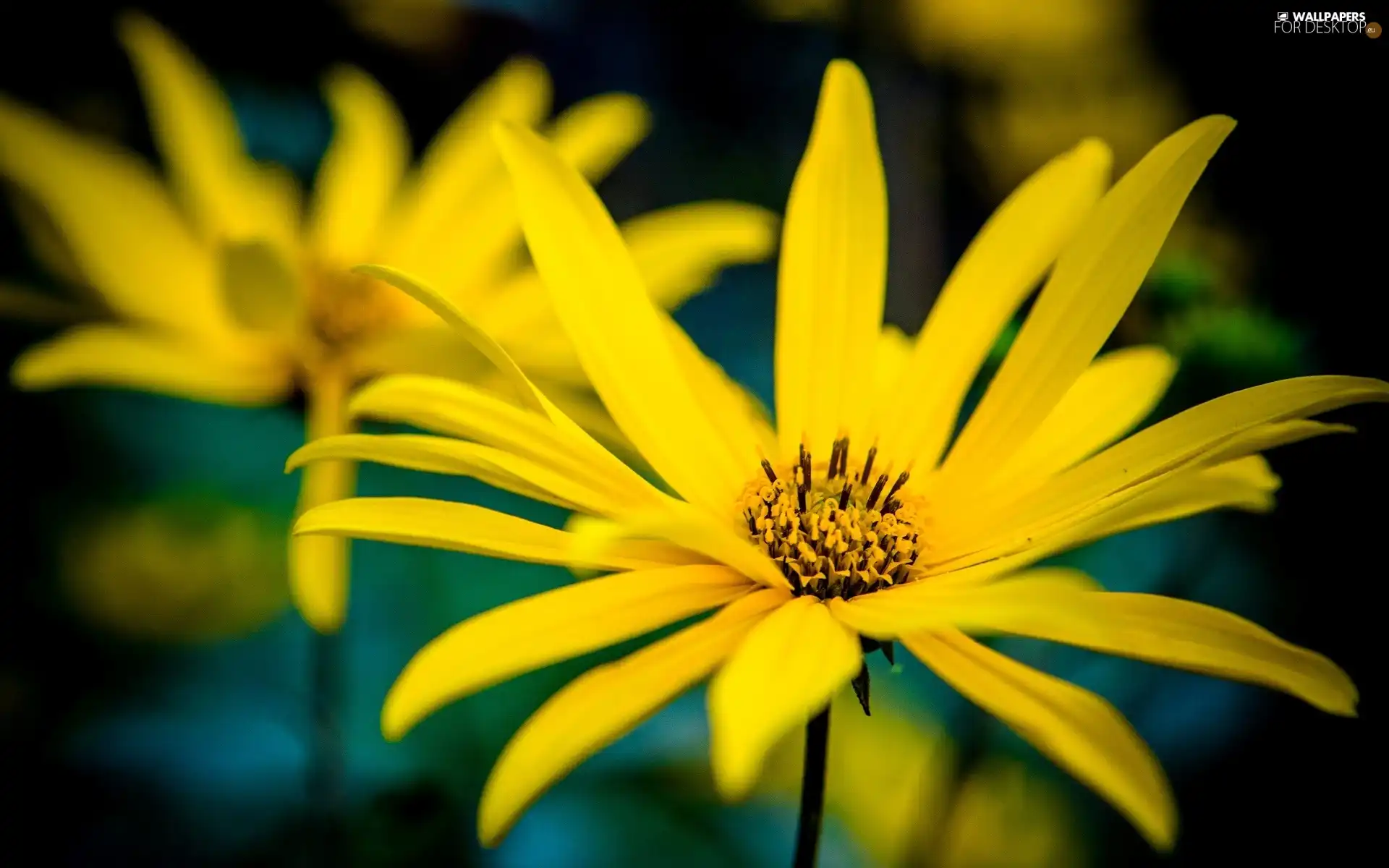 Yellow, Sunflower, Rough, Colourfull Flowers