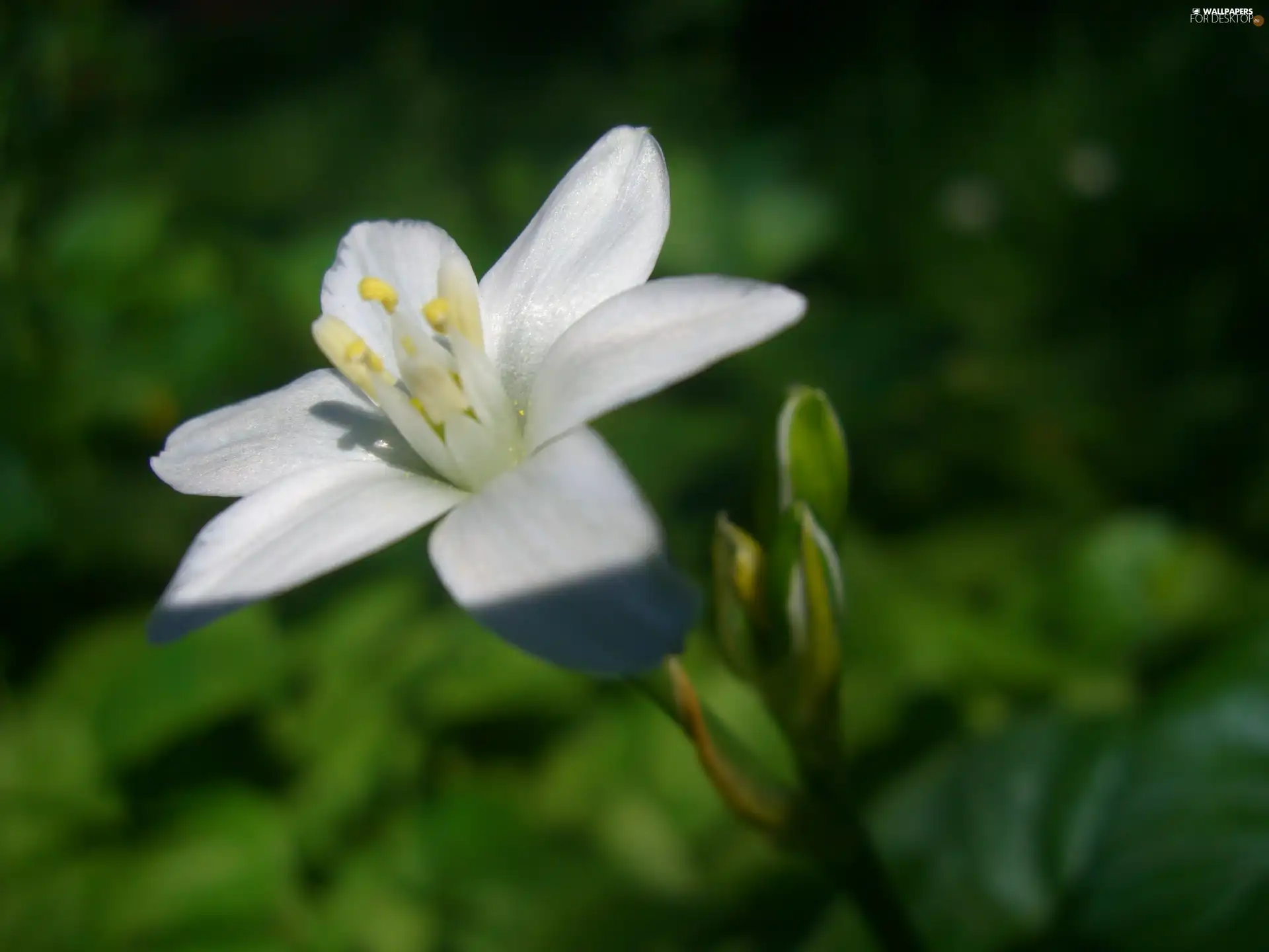 White, Solidarity Leader, Colourfull Flowers