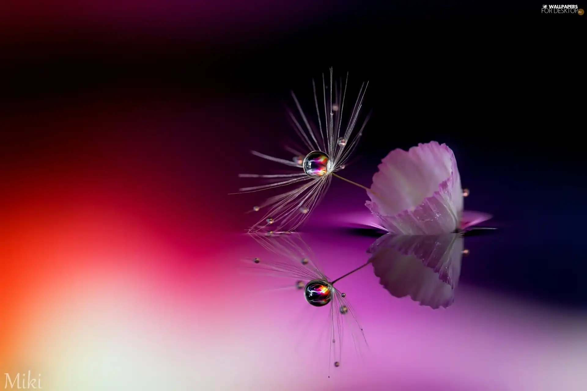 drop, Close, Colourfull Flowers, sow-thistle