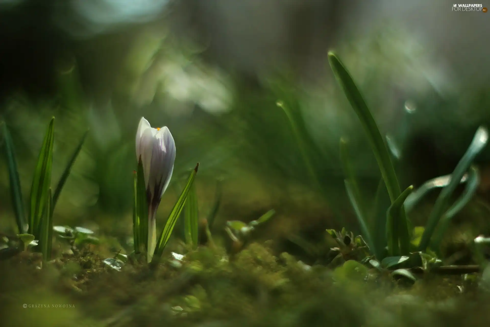 Spring, crocus, Colourfull Flowers