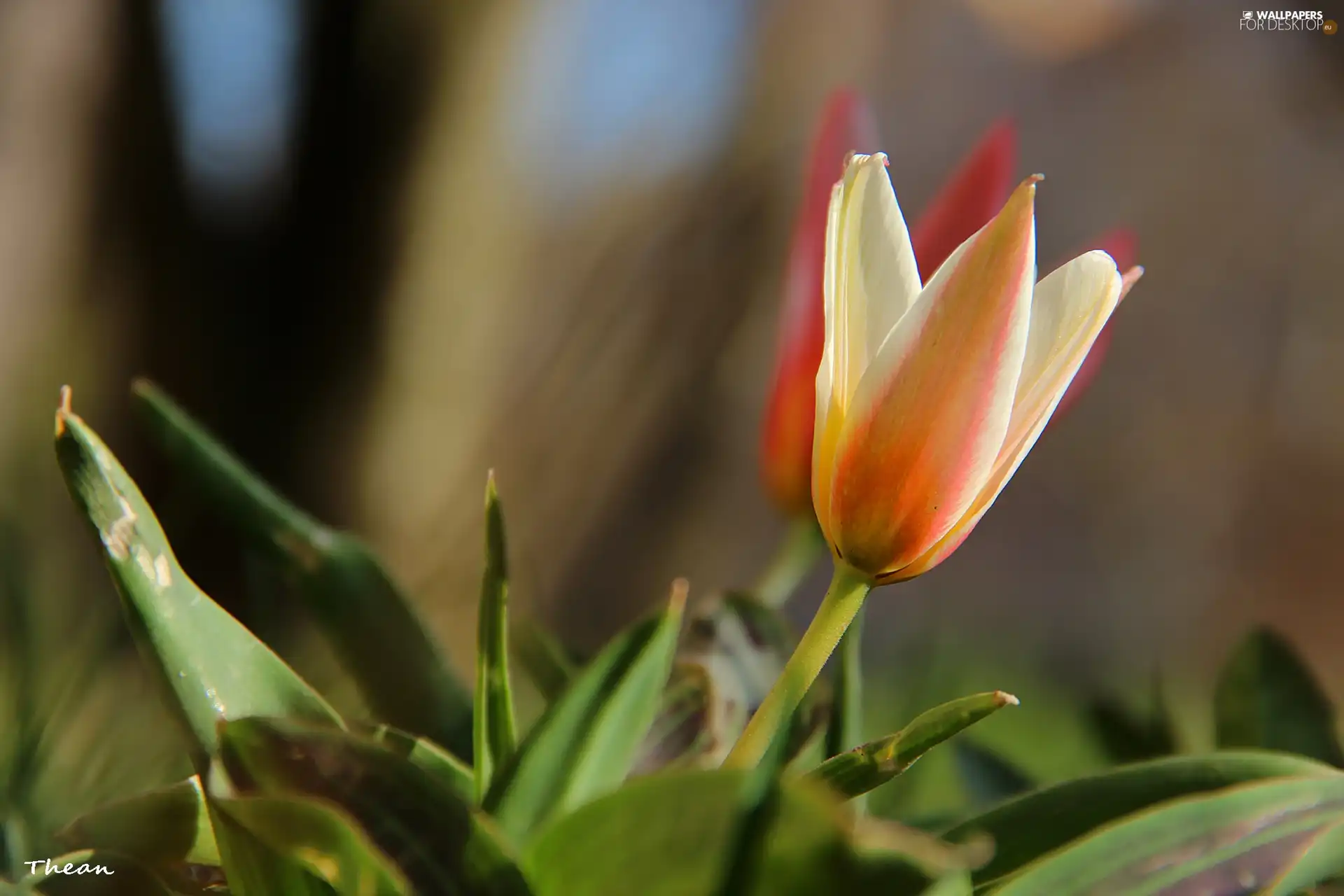 Spring, tulip, Colourfull Flowers