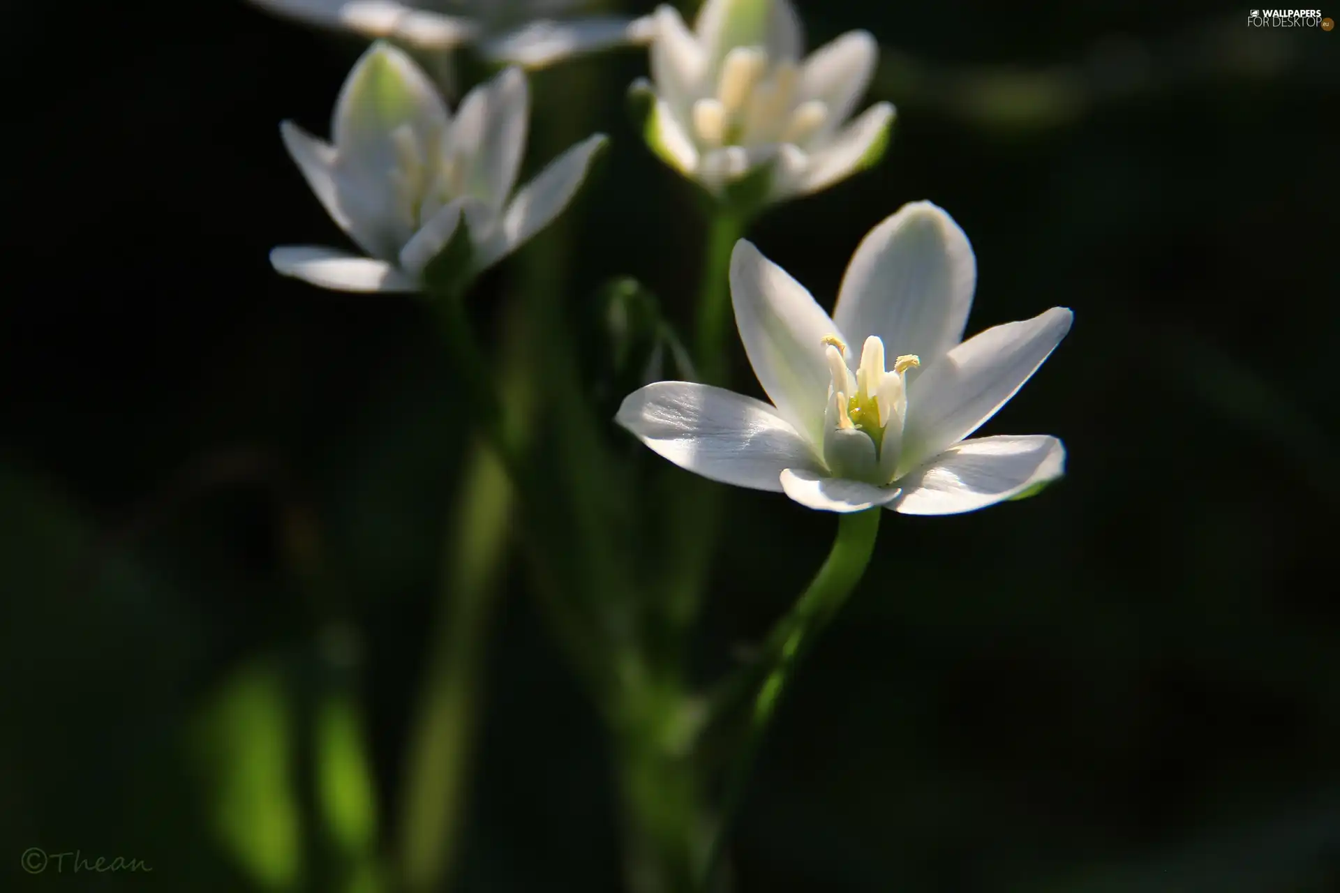 spring, White, Colourfull Flowers