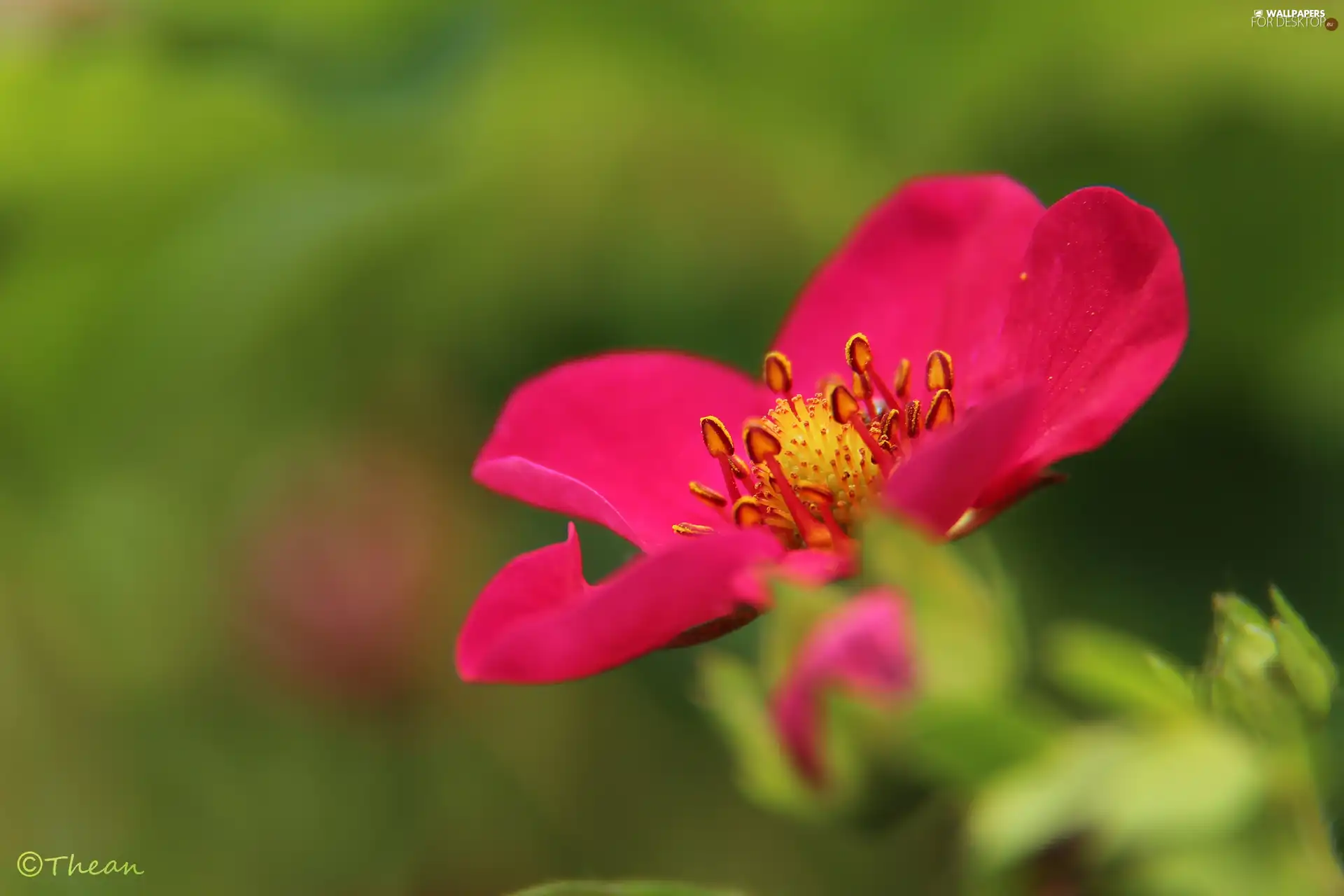 strawberry, Pink, Colourfull Flowers