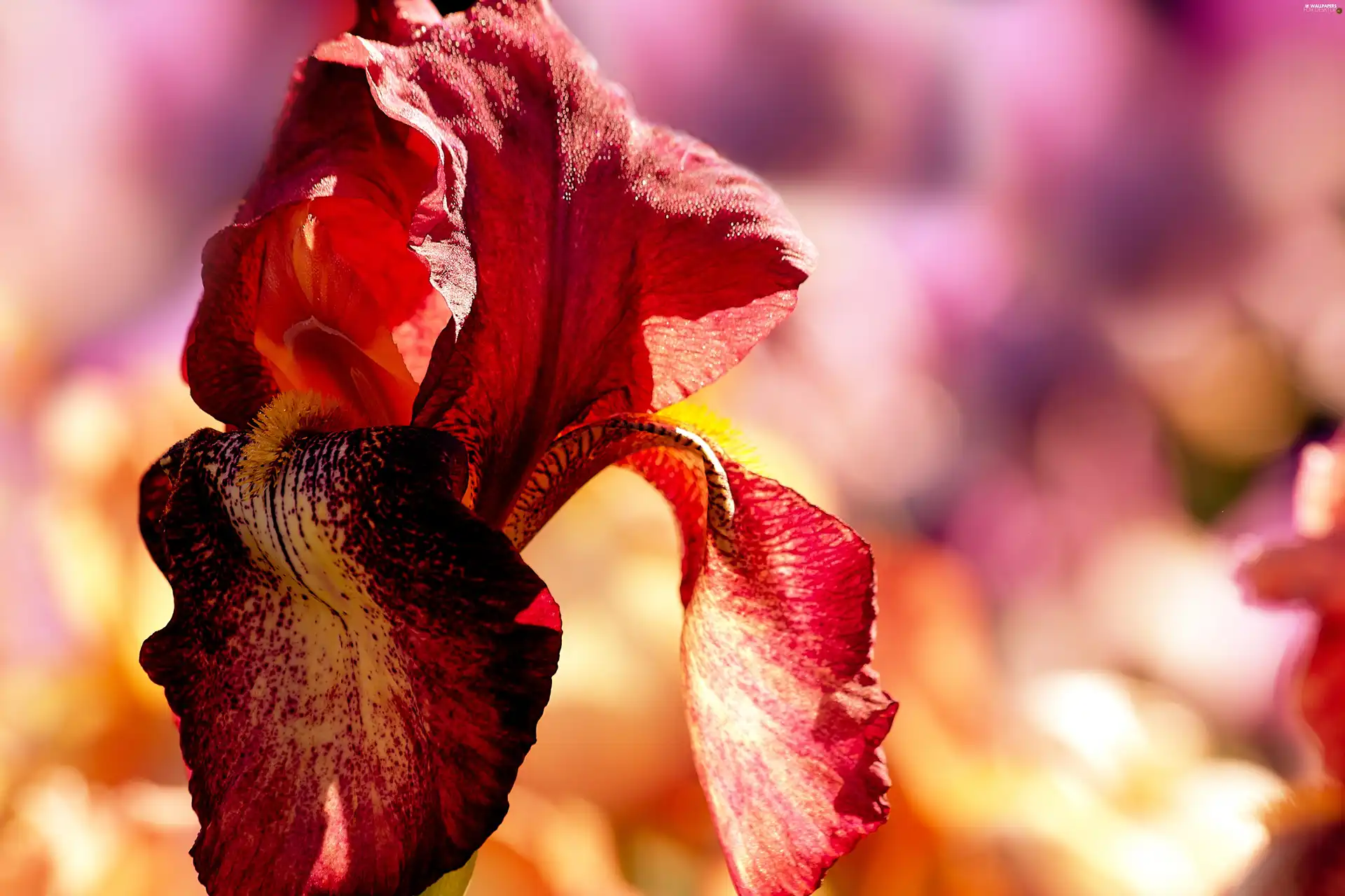 summer, iris, Colourfull Flowers