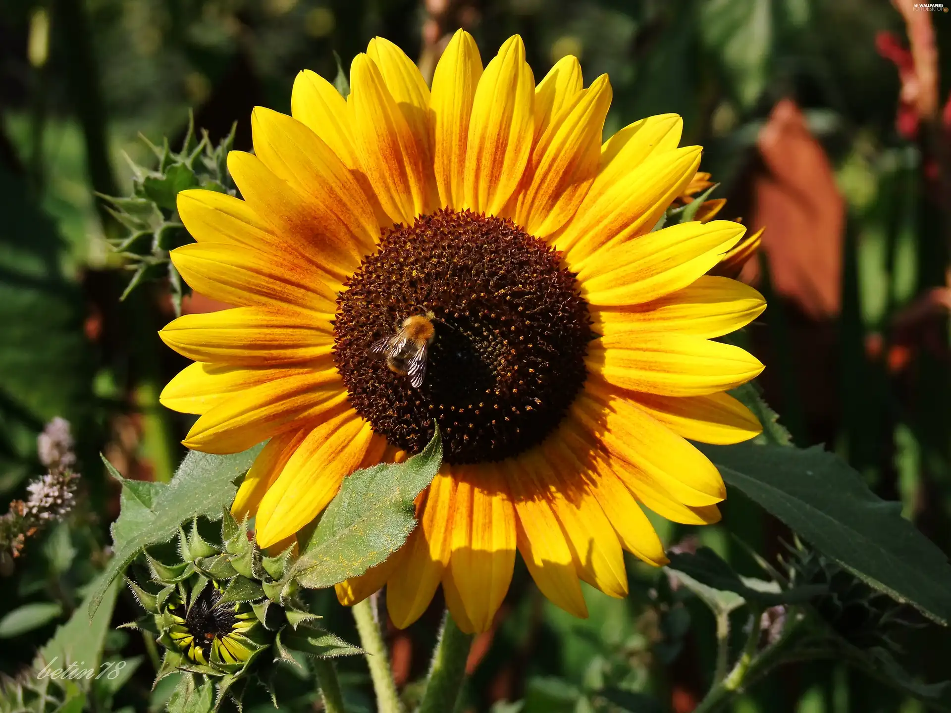 summer, Sunflower, Colourfull Flowers